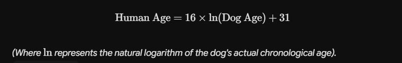 dog-age-calculation