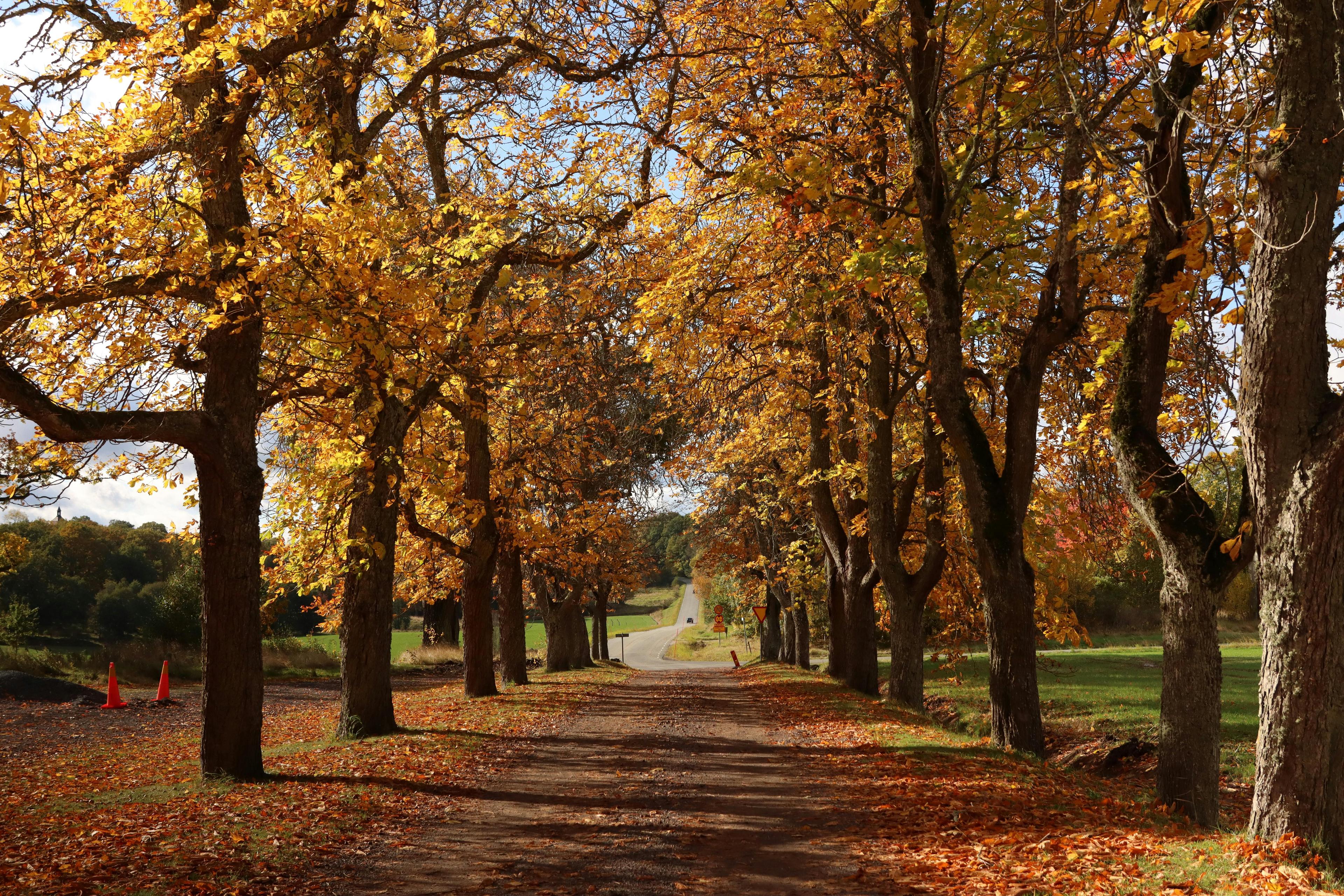 Scenic Autumn Tree-Lined Pathway in Sweden