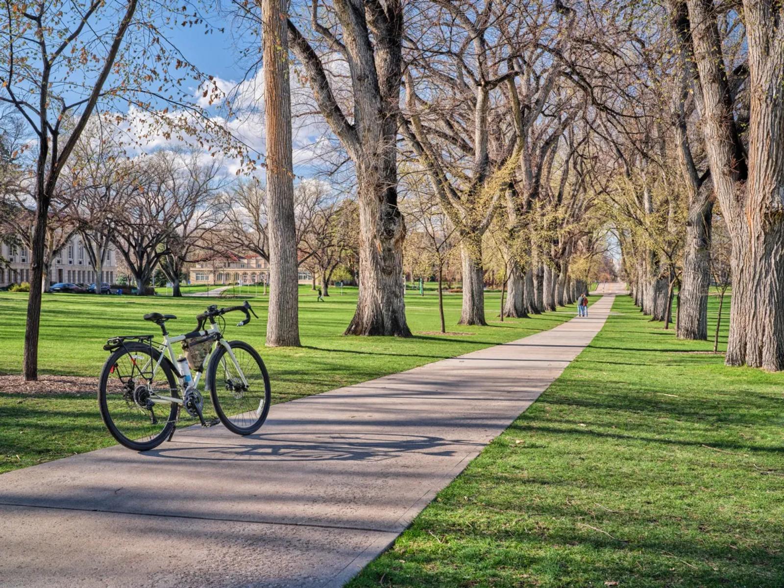 Touring bike with shadow in an allee of old American elm trees in early spring scenery - historical Oval of Colorado State University campus
