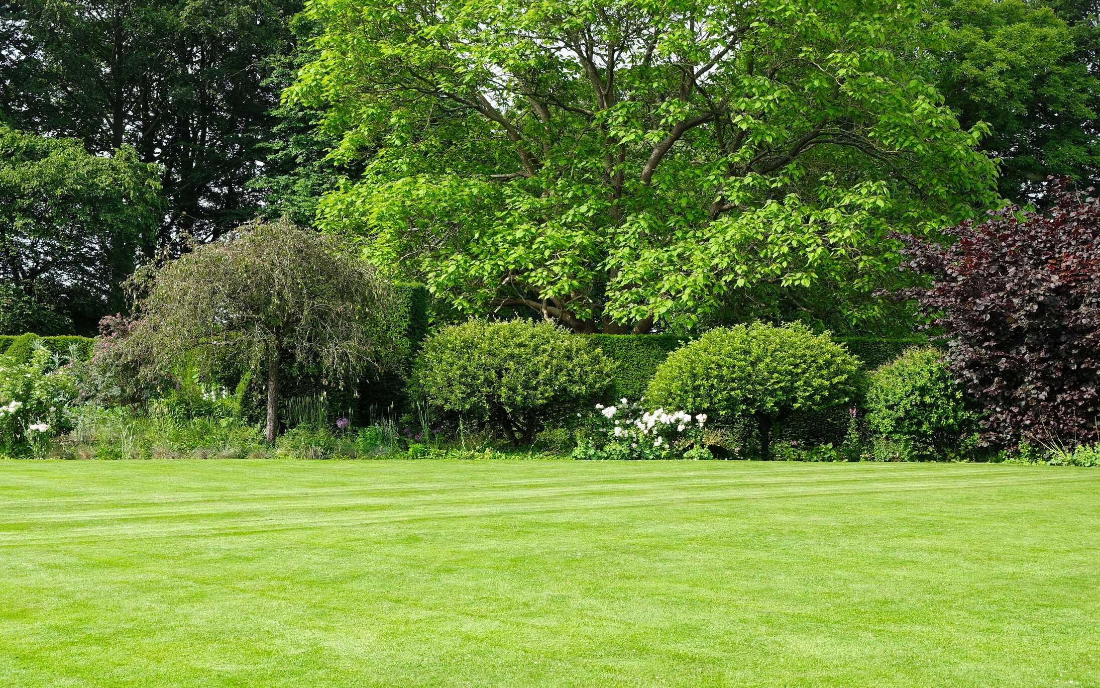 A large freshly cut lawn with crisp mowing stripes stretches toward a mature garden border of rounded shrubs, flowering roses, a weeping tree, and a burgundy beech, backed by tall trees.