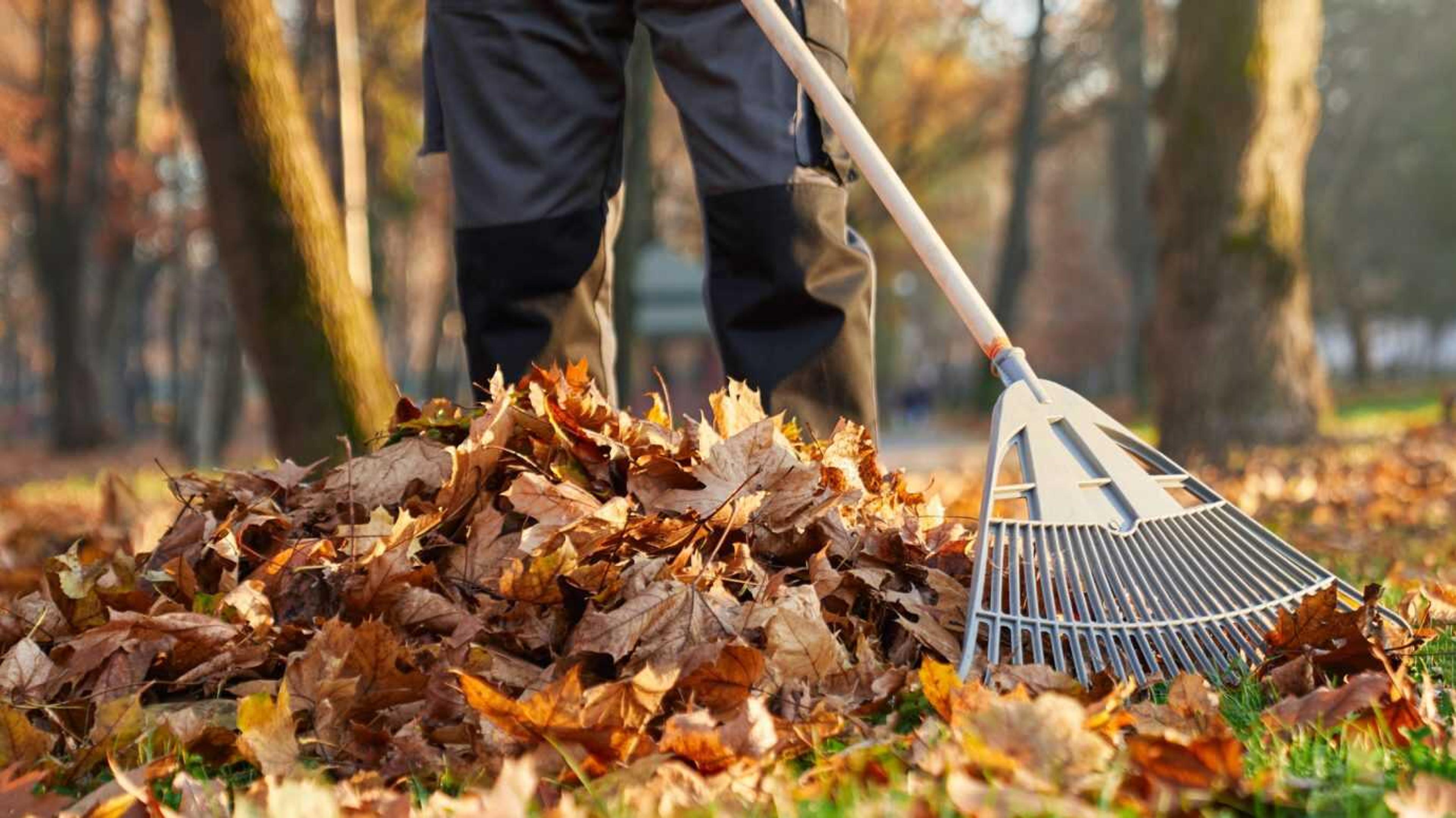 A large pile of fallen autumn leaves gathered with a rake, clearing the lawn beneath scattered trees.