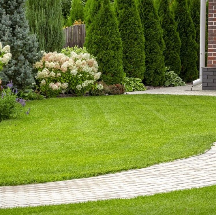 A striped, freshly mowed lawn curves alongside a paver walkway, bordered by a full garden of white hydrangeas, blue spruce, purple salvia, and a tall arborvitae hedge.