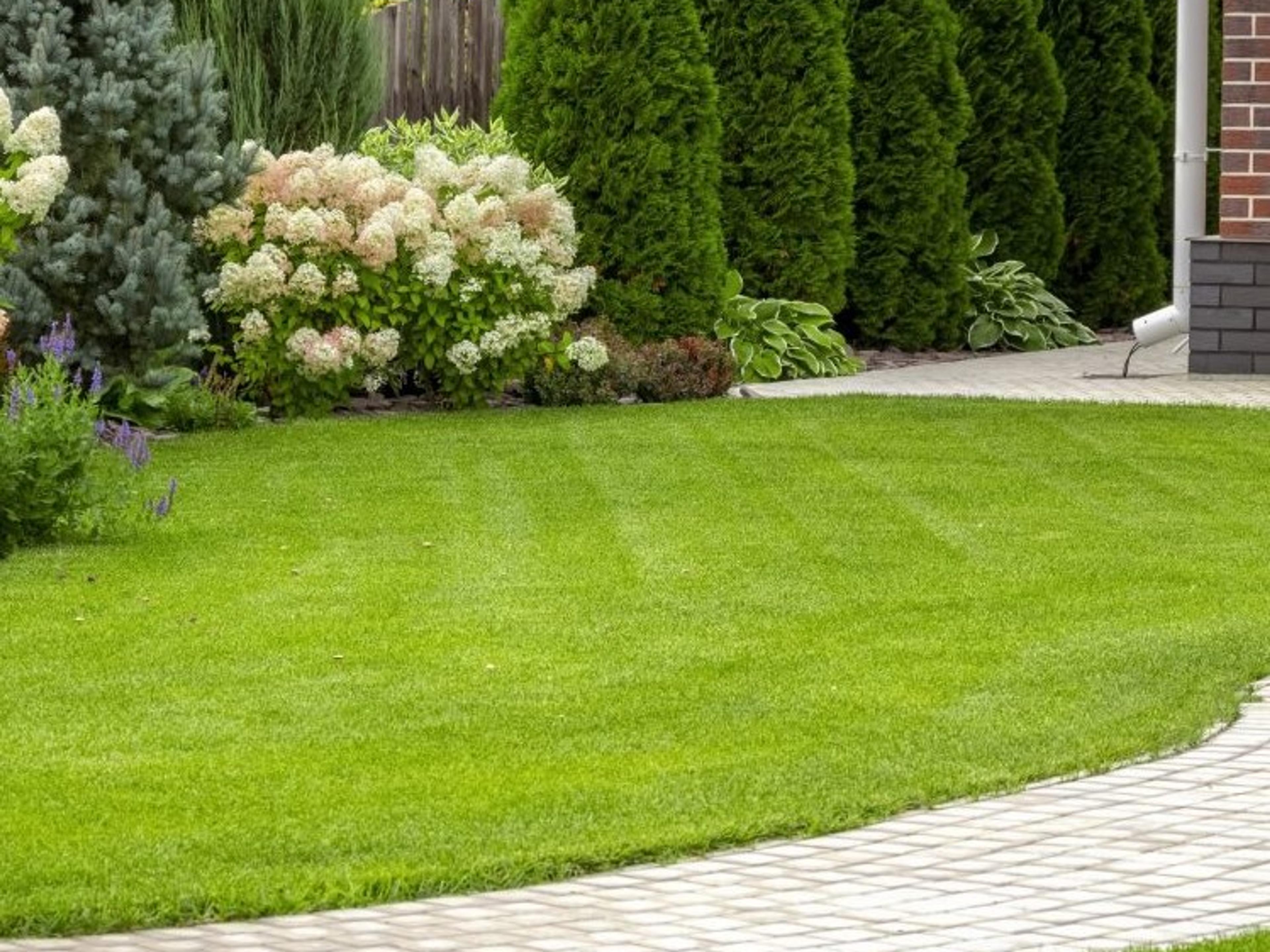 A striped, freshly mowed lawn curves alongside a paver walkway, bordered by a full garden of white hydrangeas, blue spruce, purple salvia, and a tall arborvitae hedge.