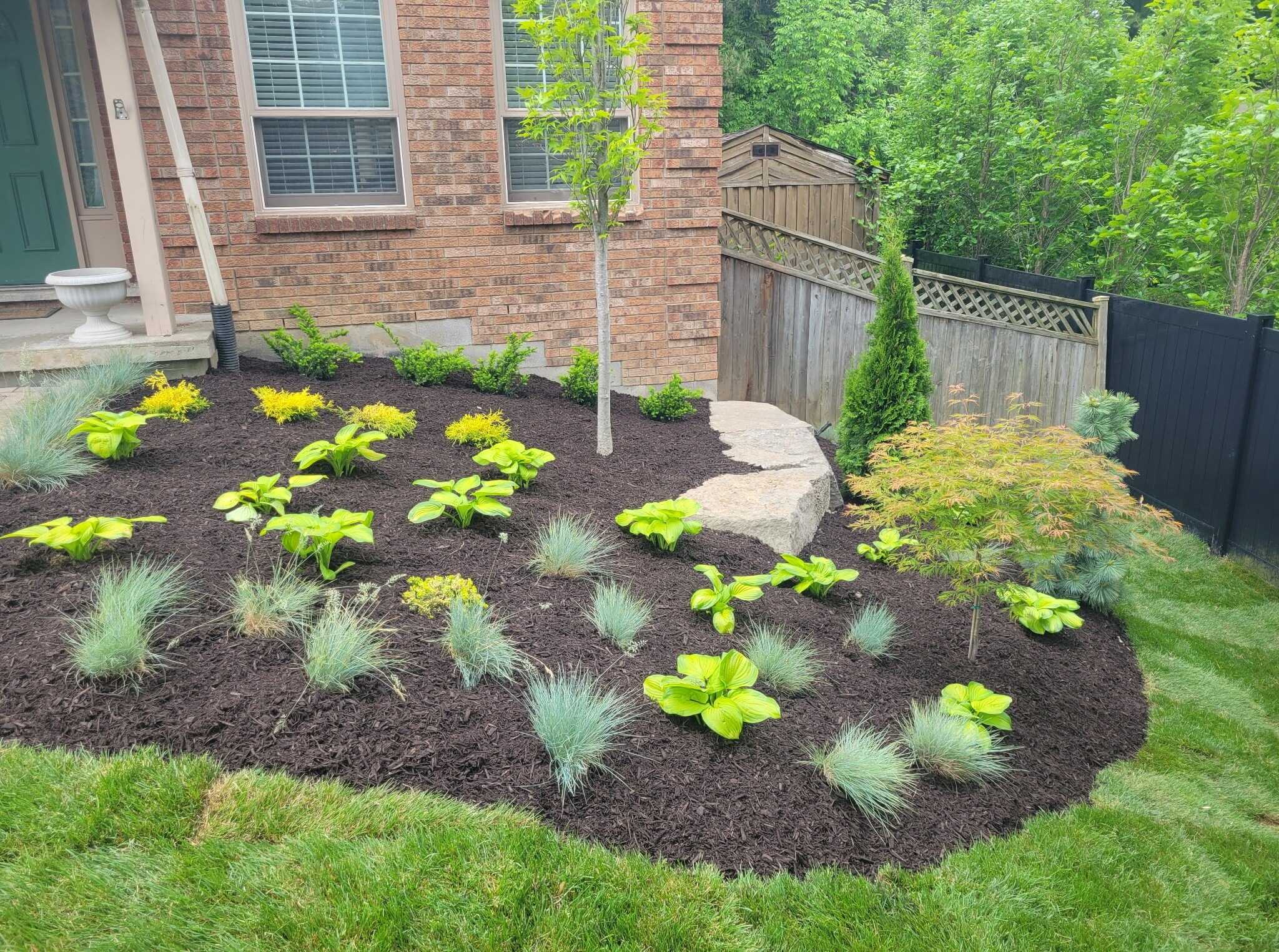 A newly mulched foundation bed with a young ornamental tree, chartreuse hostas, blue fescue grasses, and a Japanese maple, edged in a smooth curve against the lawn.