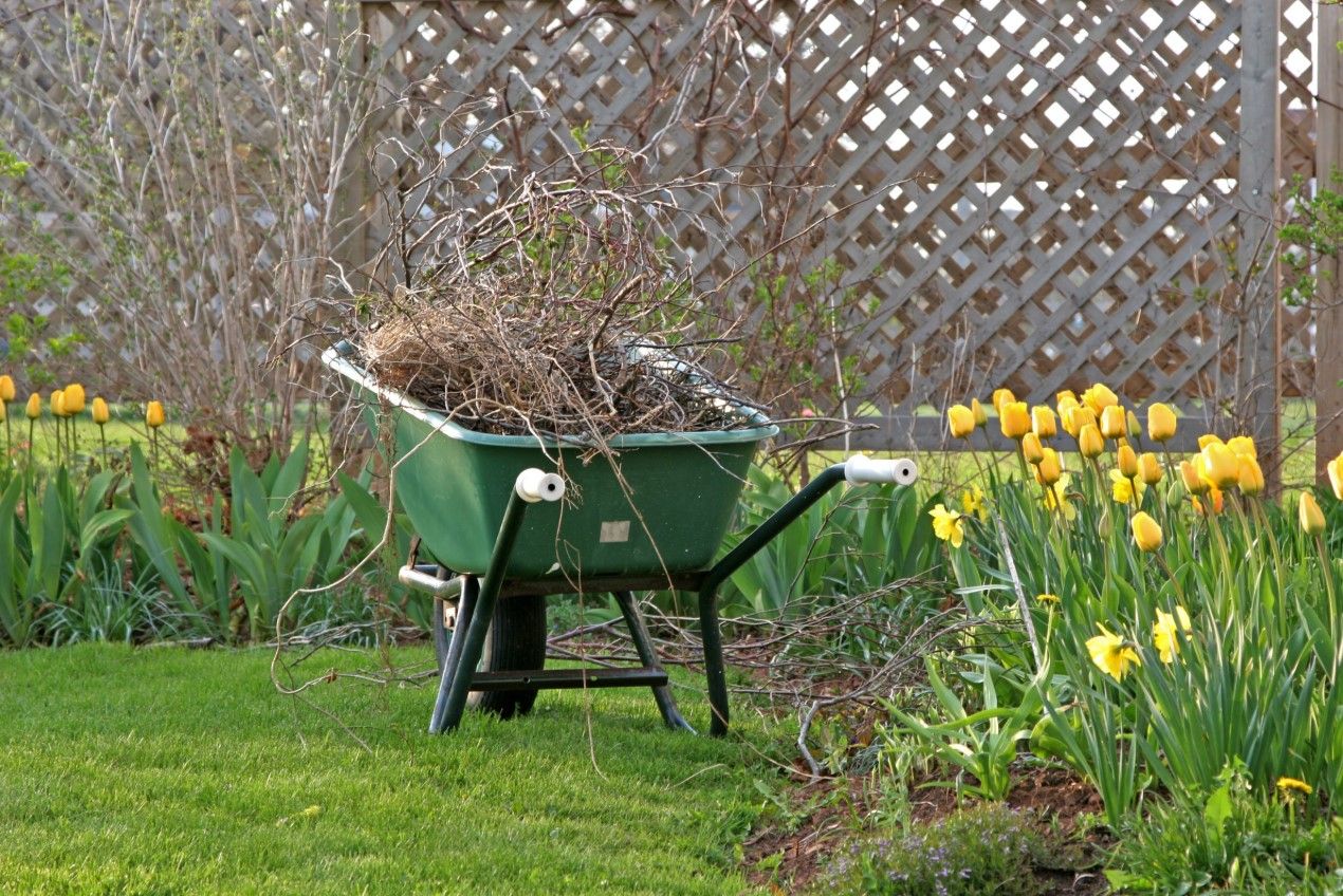 A wheelbarrow loaded with cleared brush and debris sits beside a spring garden bed of yellow tulips, part of a seasonal cleanup along a lattice fence.