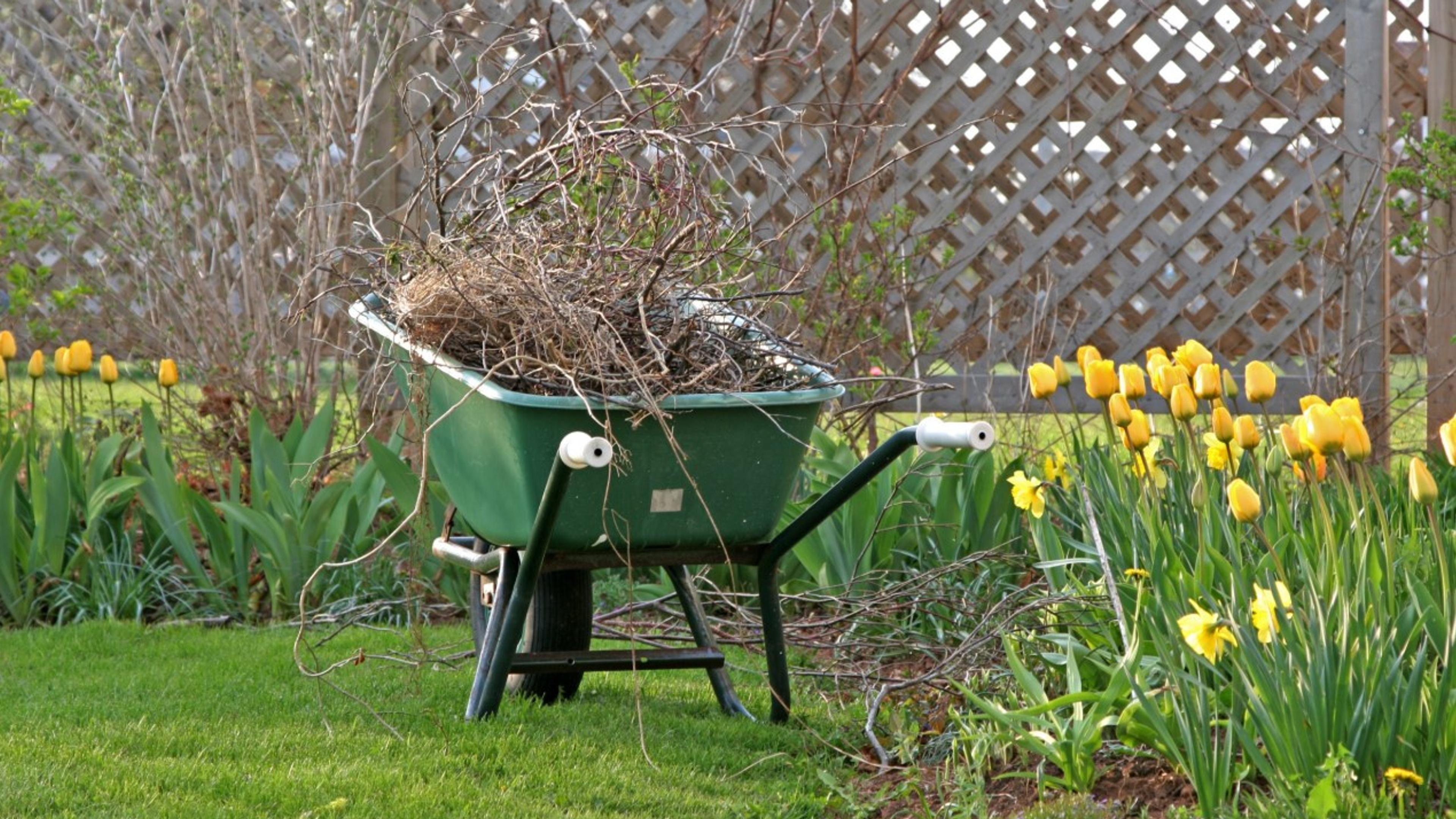A wheelbarrow loaded with cleared brush and debris sits beside a spring garden bed of yellow tulips, part of a seasonal cleanup along a lattice fence.