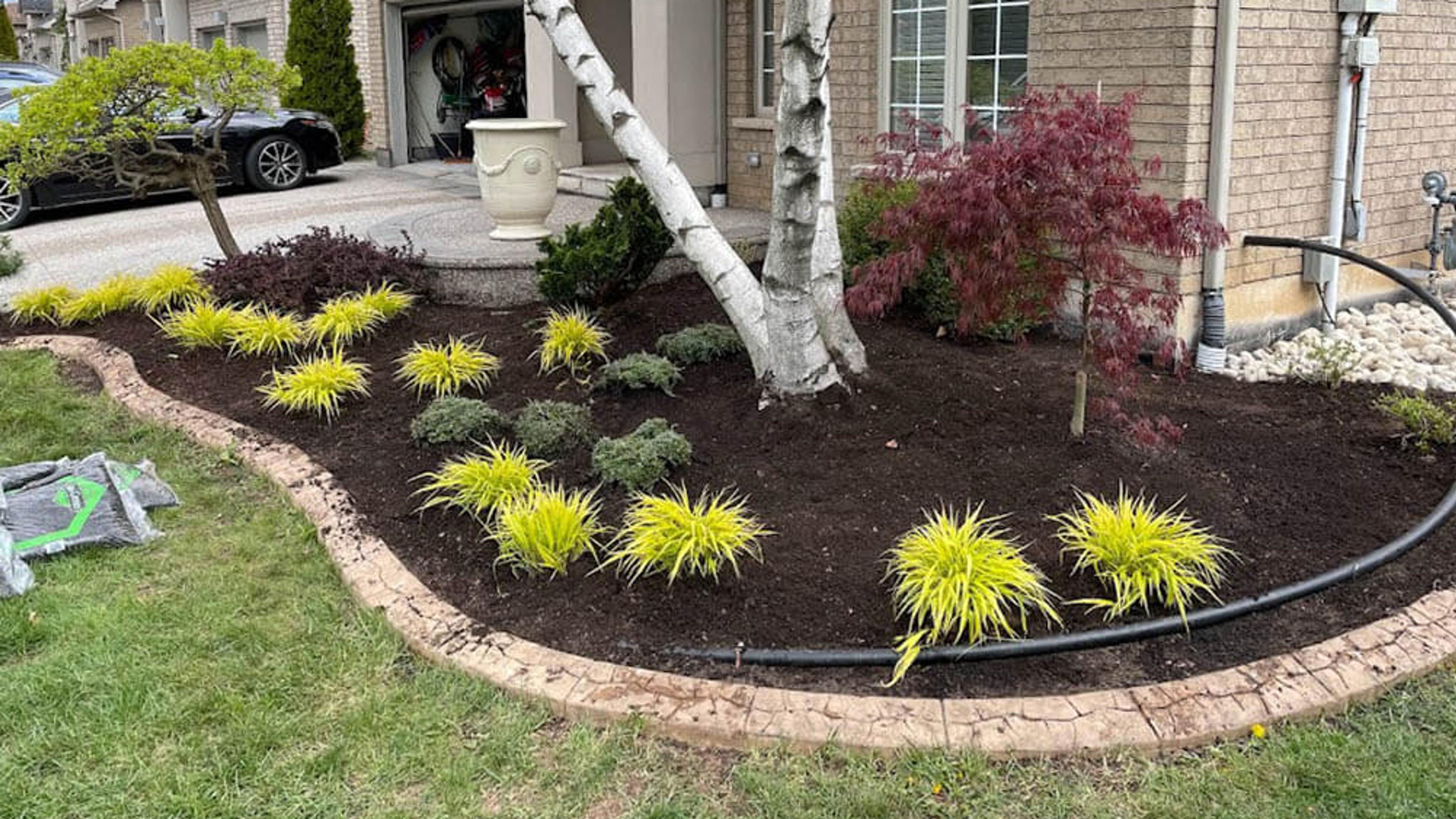A newly mulched foundation bed with chartreuse hostas, blue fescue grasses, and a young Japanese maple, edged in a smooth curve against the lawn.