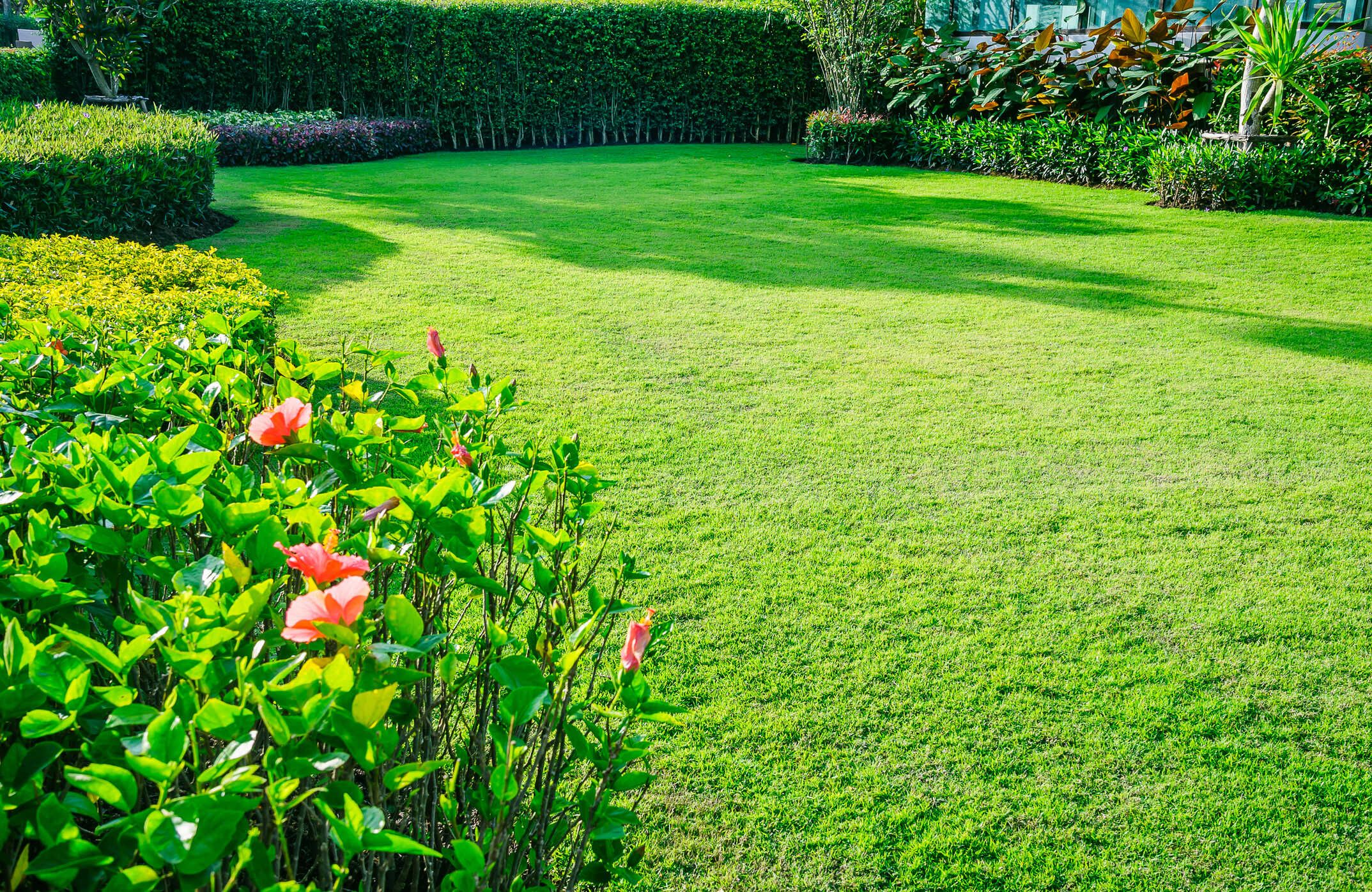 A neatly mowed lawn edged by a tall clipped hedge, with hibiscus blooms and tropical foliage lining the border.