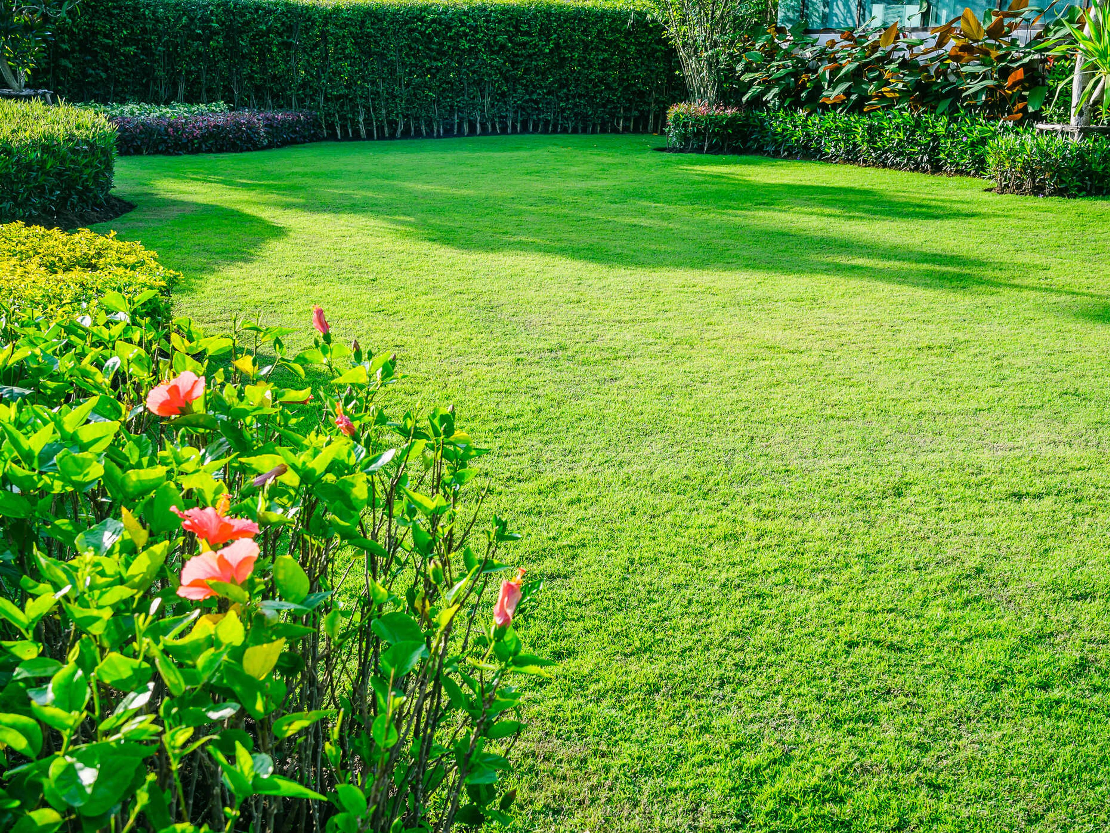 A neatly mowed lawn edged by a tall clipped hedge, with hibiscus blooms and tropical foliage lining the border.