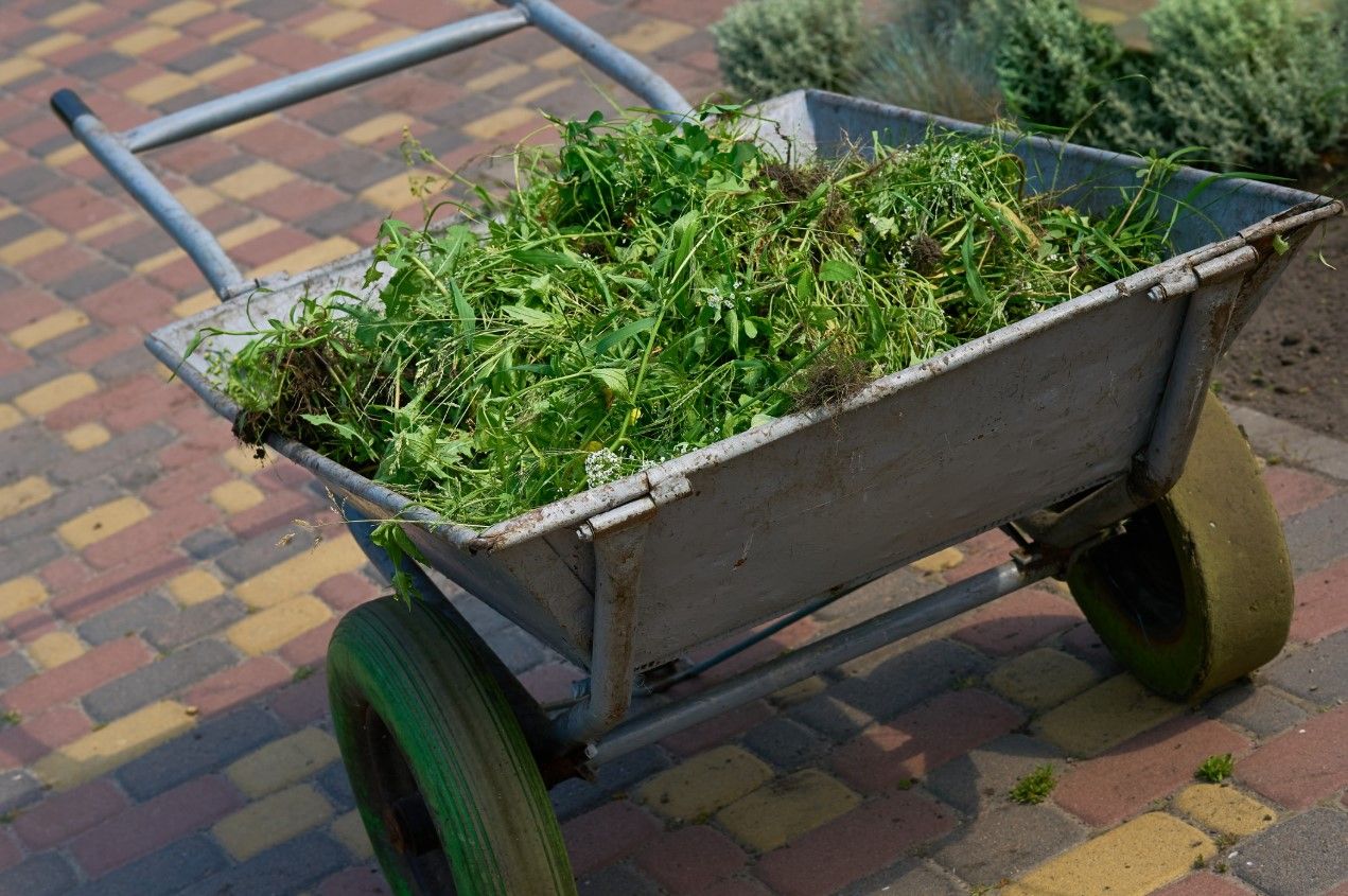 A cart piled high with freshly cleared grass and weed cuttings sits on a paved walkway, ready to be hauled off after a yard cleanup.