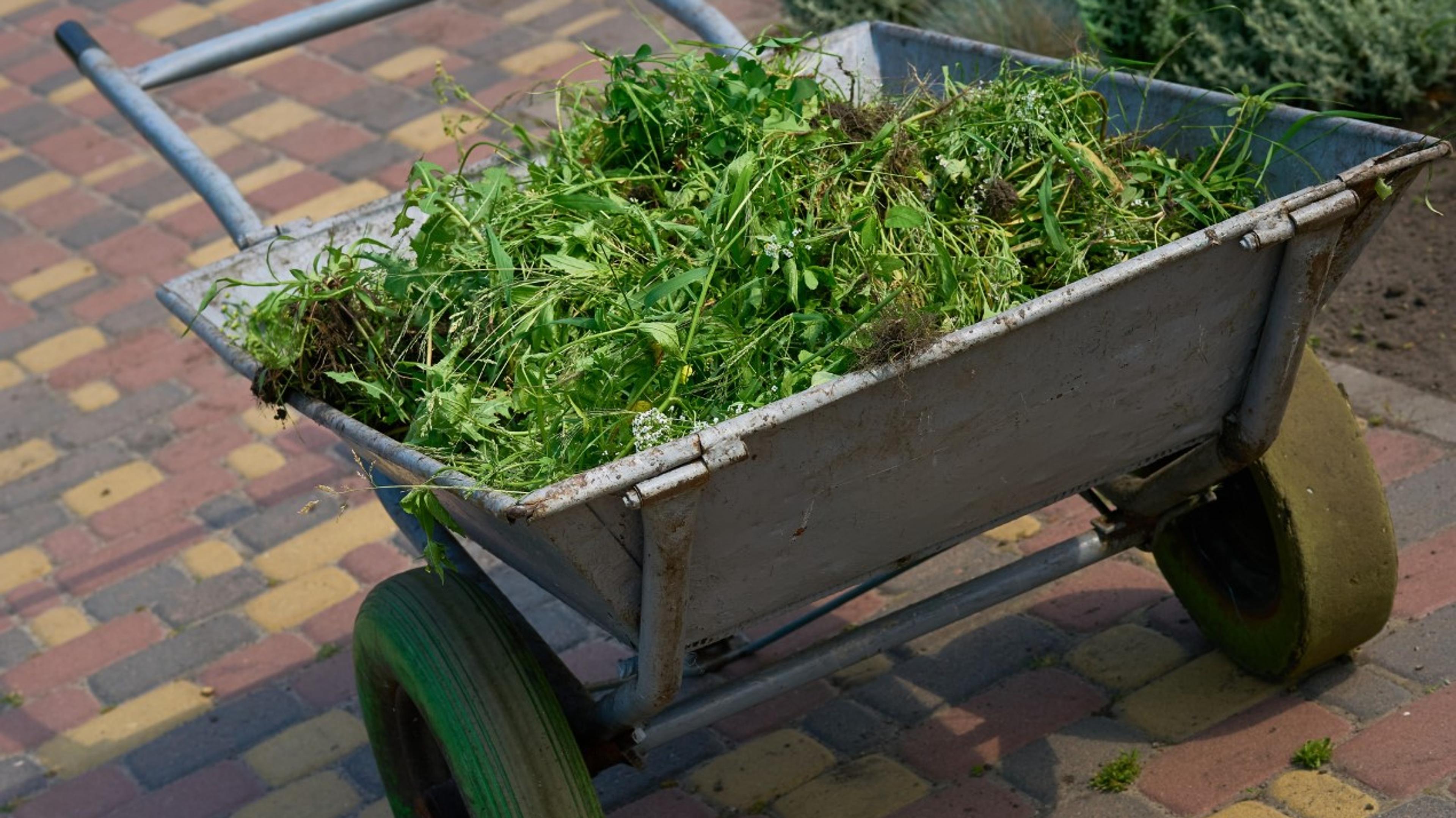 A cart piled high with freshly cleared grass and weed cuttings sits on a paved walkway, ready to be hauled off after a yard cleanup.