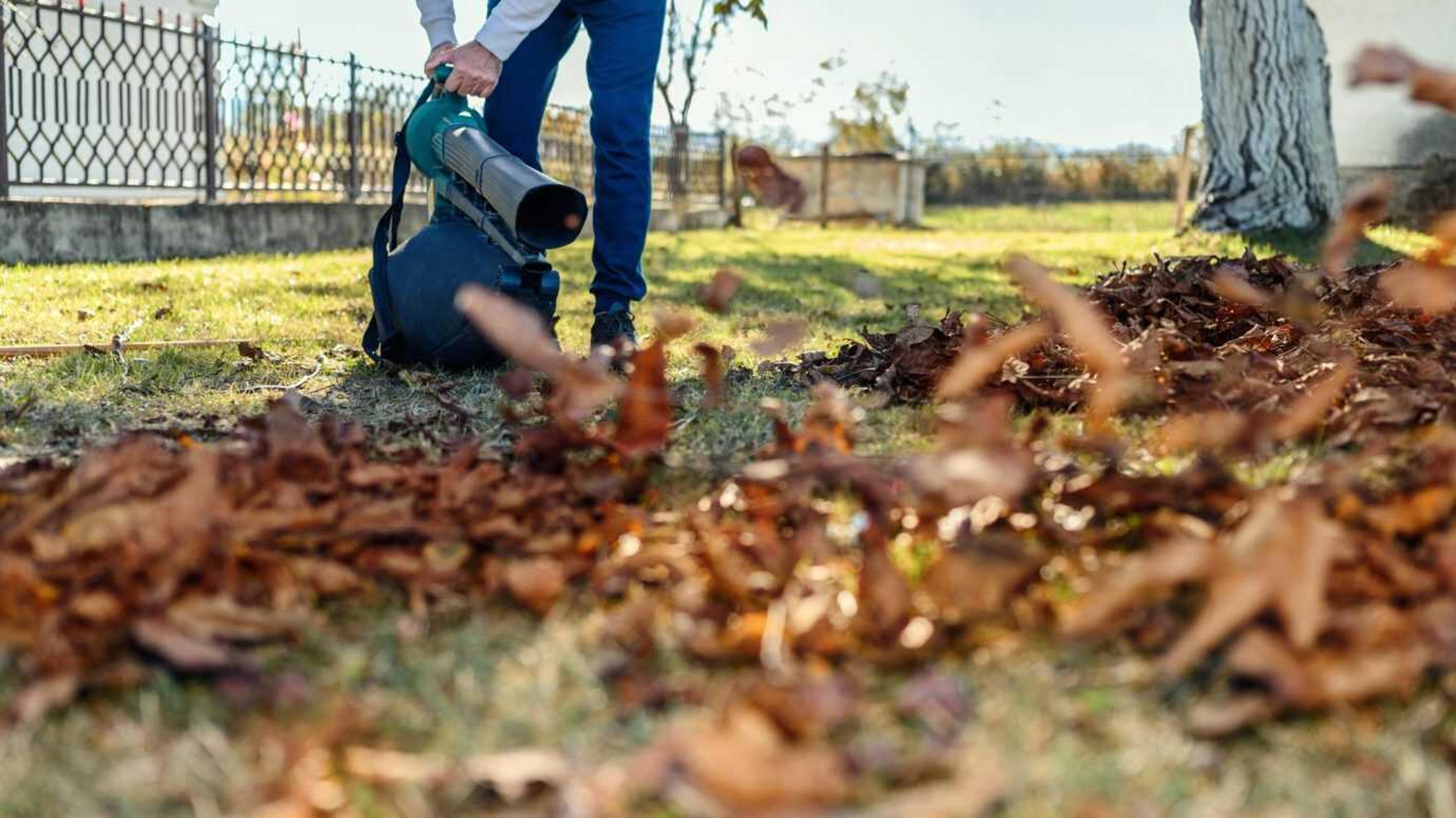 A person uses a leaf blower to gather fallen leaves in a grassy area, bordered by a fence and a tree.