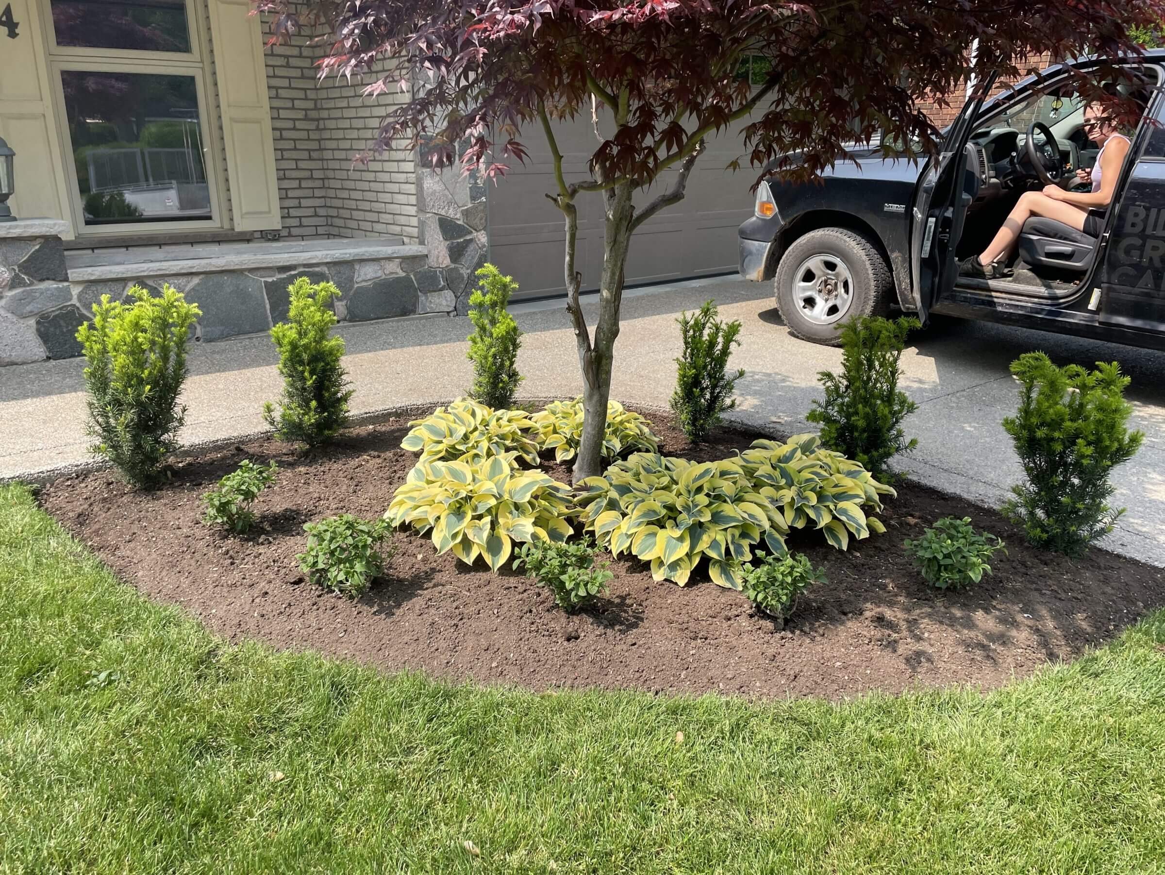 A newly mulched garden bed with a Japanese maple centerpiece, variegated hostas, and a symmetrical row of dwarf shrubs, edged in a smooth curve against the lawn.
