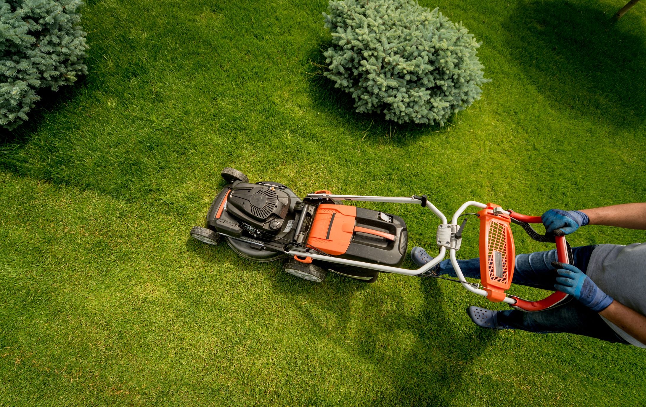 Overhead view of a worker in gloves mowing a lush lawn with a push mower, weaving between rounded blue spruce shrubs.