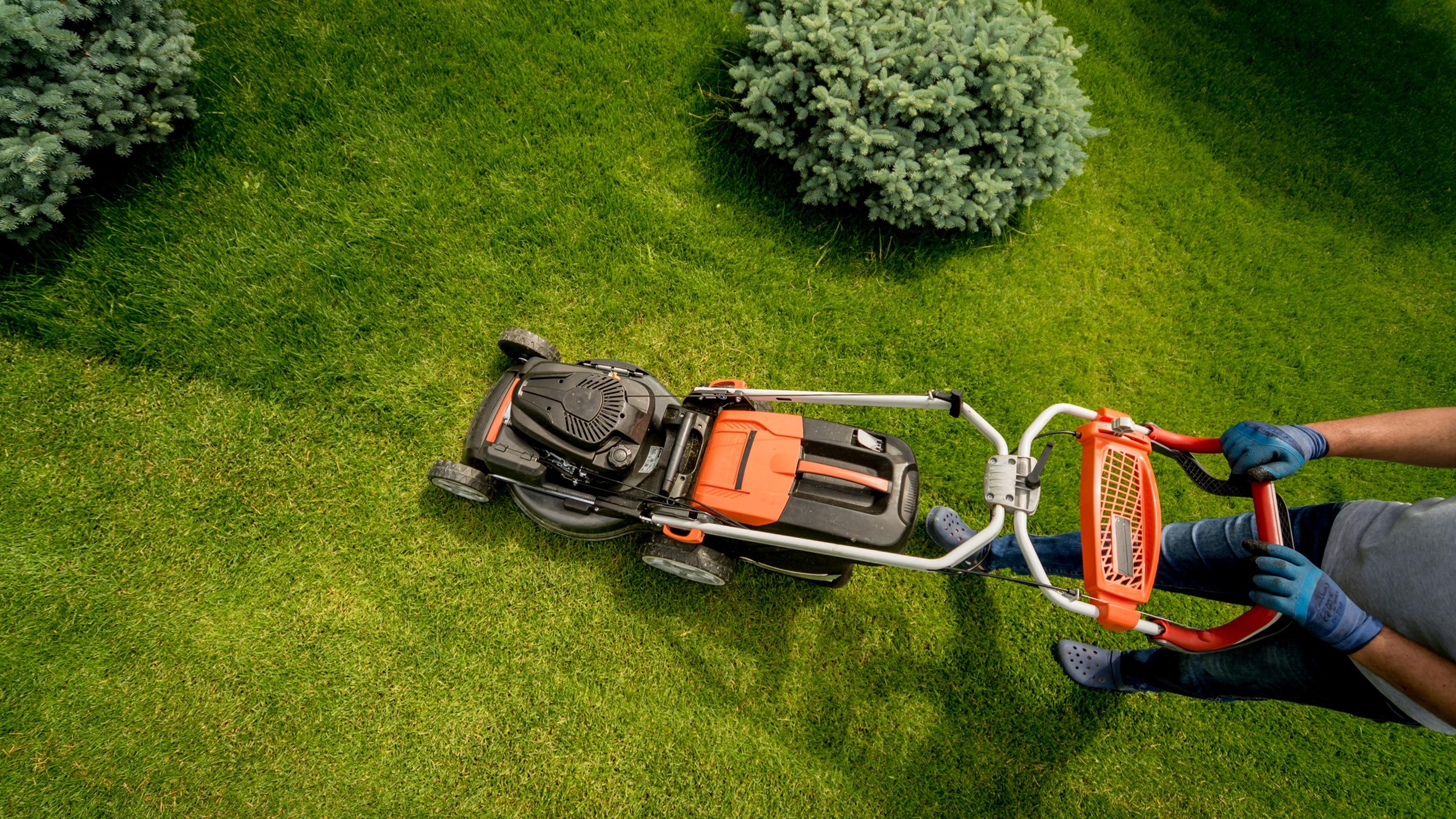 Overhead view of a worker in gloves mowing a lush lawn with a push mower, weaving between rounded blue spruce shrubs.