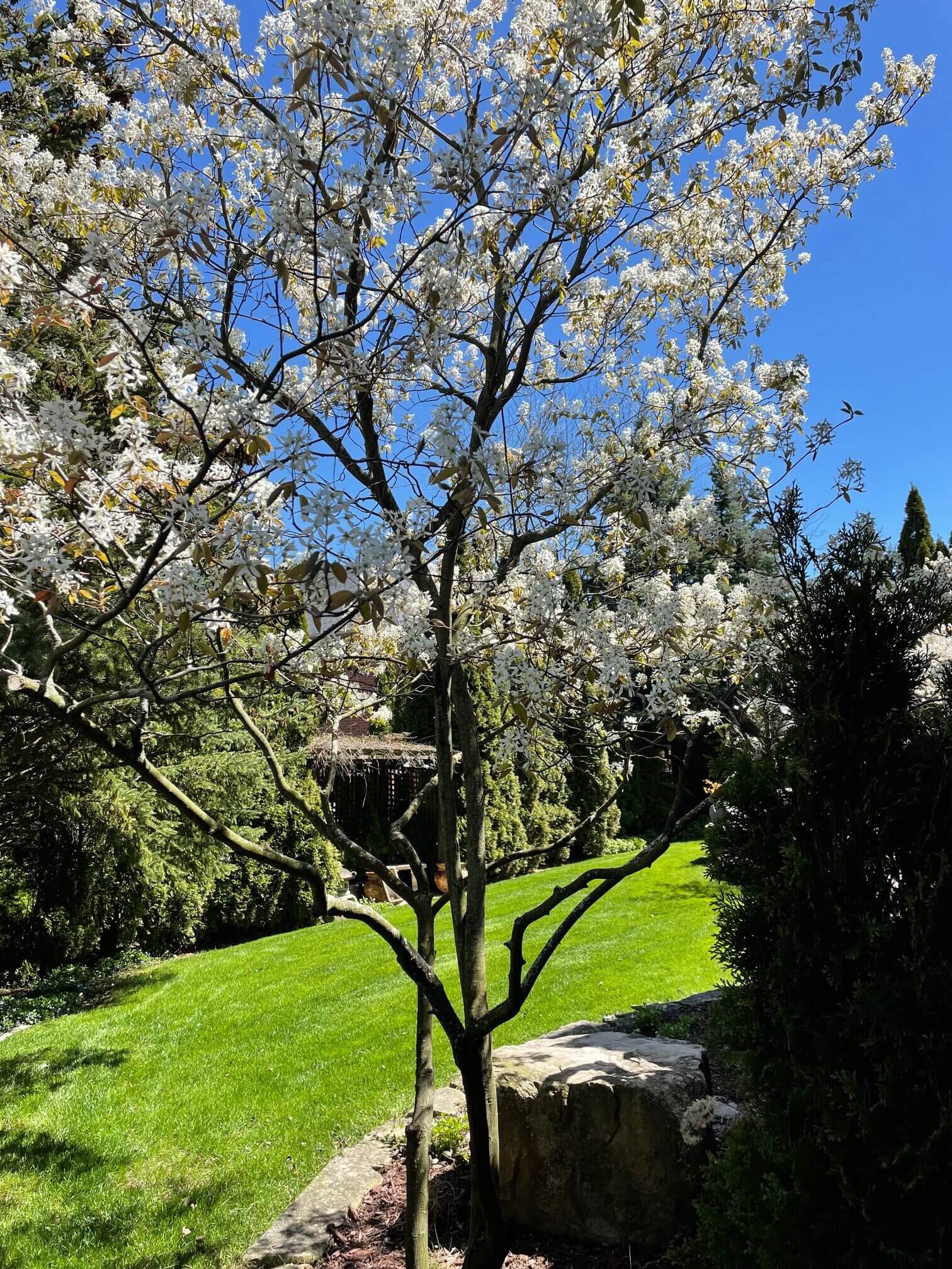 A blooming tree with white flowers stands in a sunlit garden. Lush greenery and blue sky create a serene, natural setting.