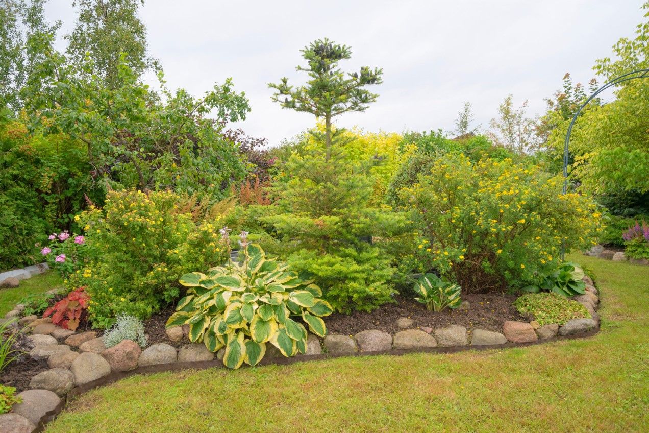 A layered garden bed of hostas, dwarf conifers, and flowering shrubs framed by a neat river rock border against the lawn.