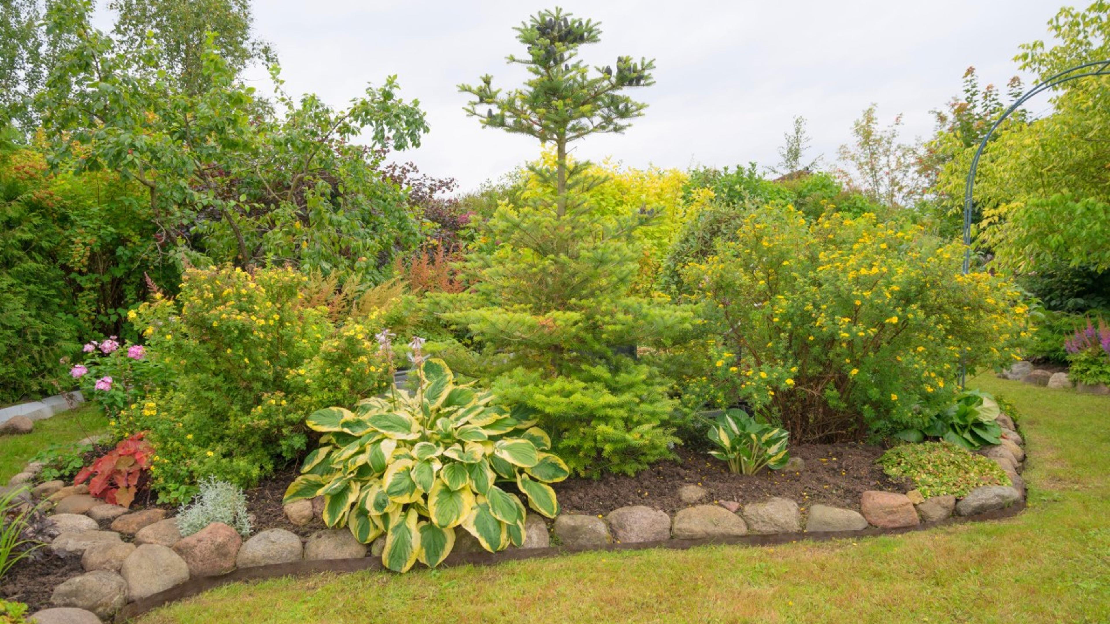 A layered garden bed of hostas, dwarf conifers, and flowering shrubs framed by a neat river rock border against the lawn.