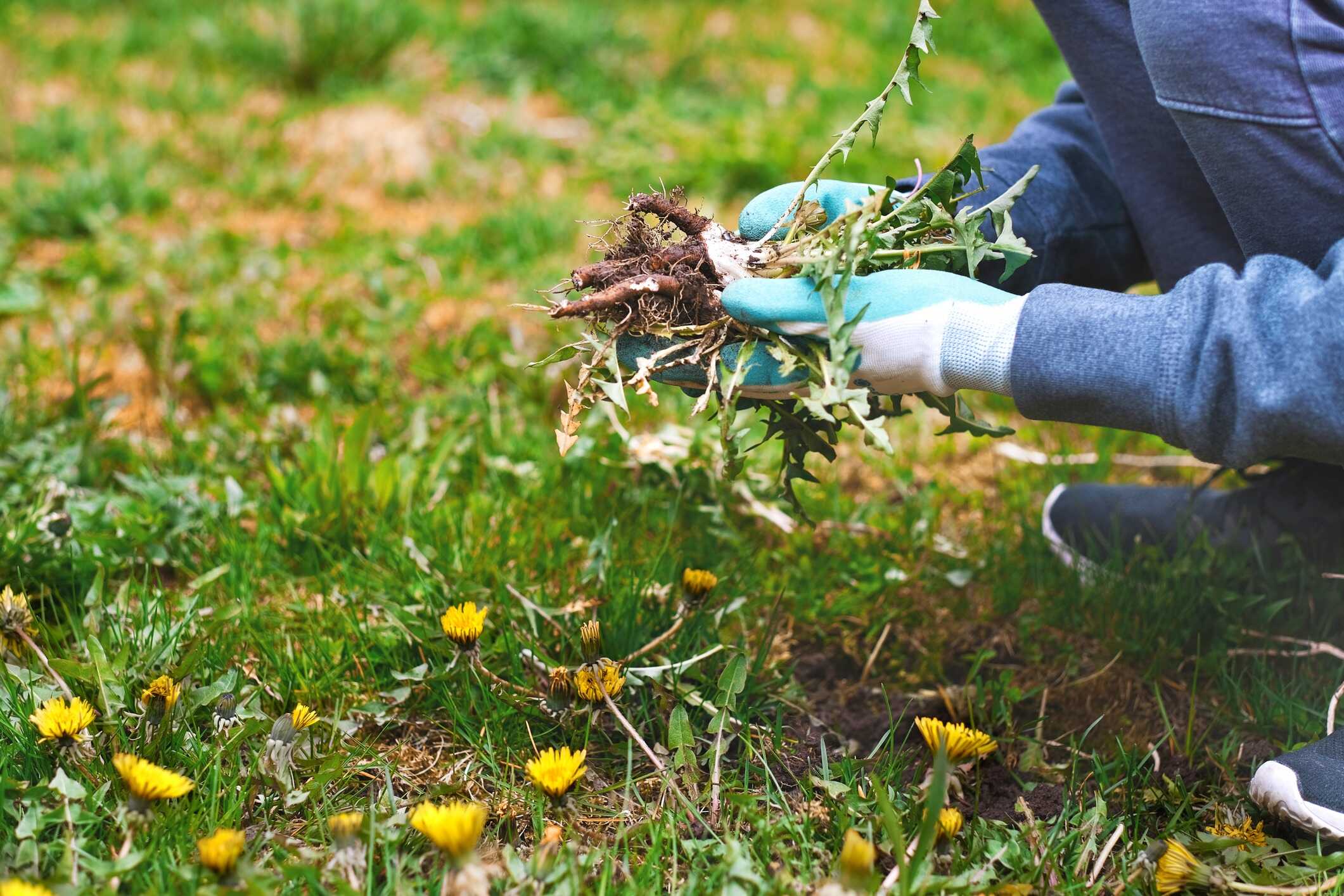 Dandelion weeds pulled root and all from a lawn, clearing the way for a cleaner, healthier stretch of grass.