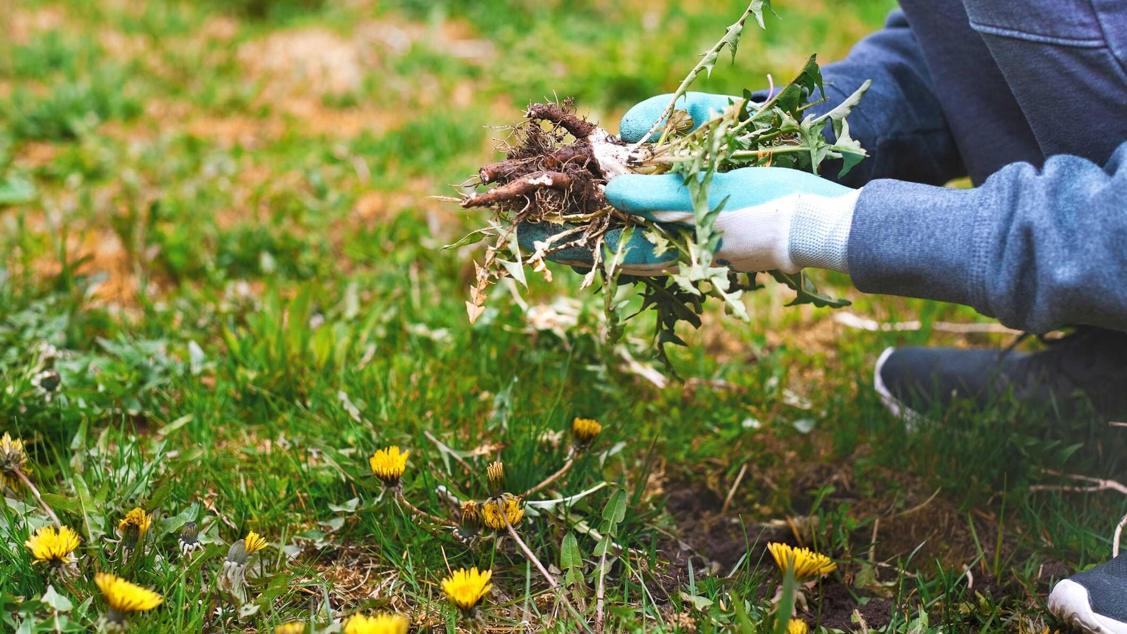 Dandelion weeds pulled root and all from a lawn, clearing the way for a cleaner, healthier stretch of grass.