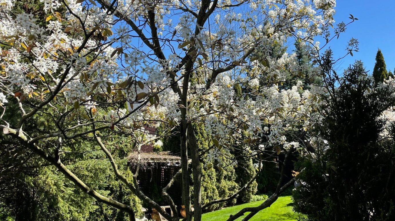 A blooming tree with white flowers stands in a sunlit garden. Lush greenery and blue sky create a serene, natural setting.