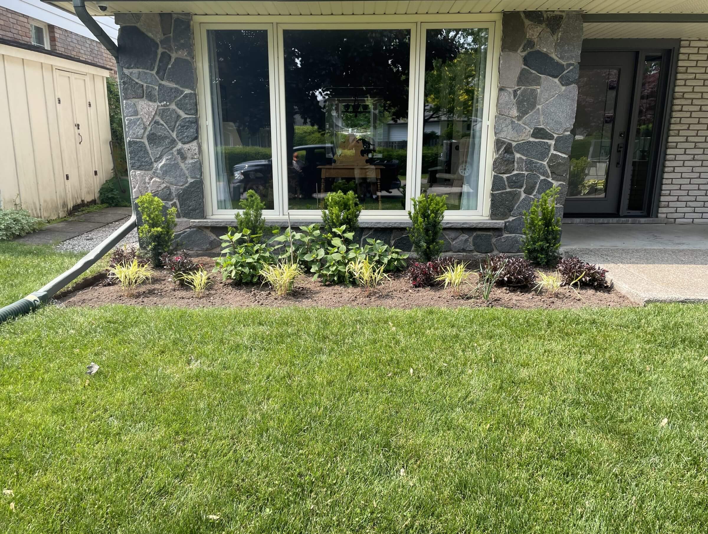 A freshly planted foundation bed with alternating dwarf conifers, hydrangeas, and burgundy accent shrubs in clean mulch, edged neatly against a manicured lawn.