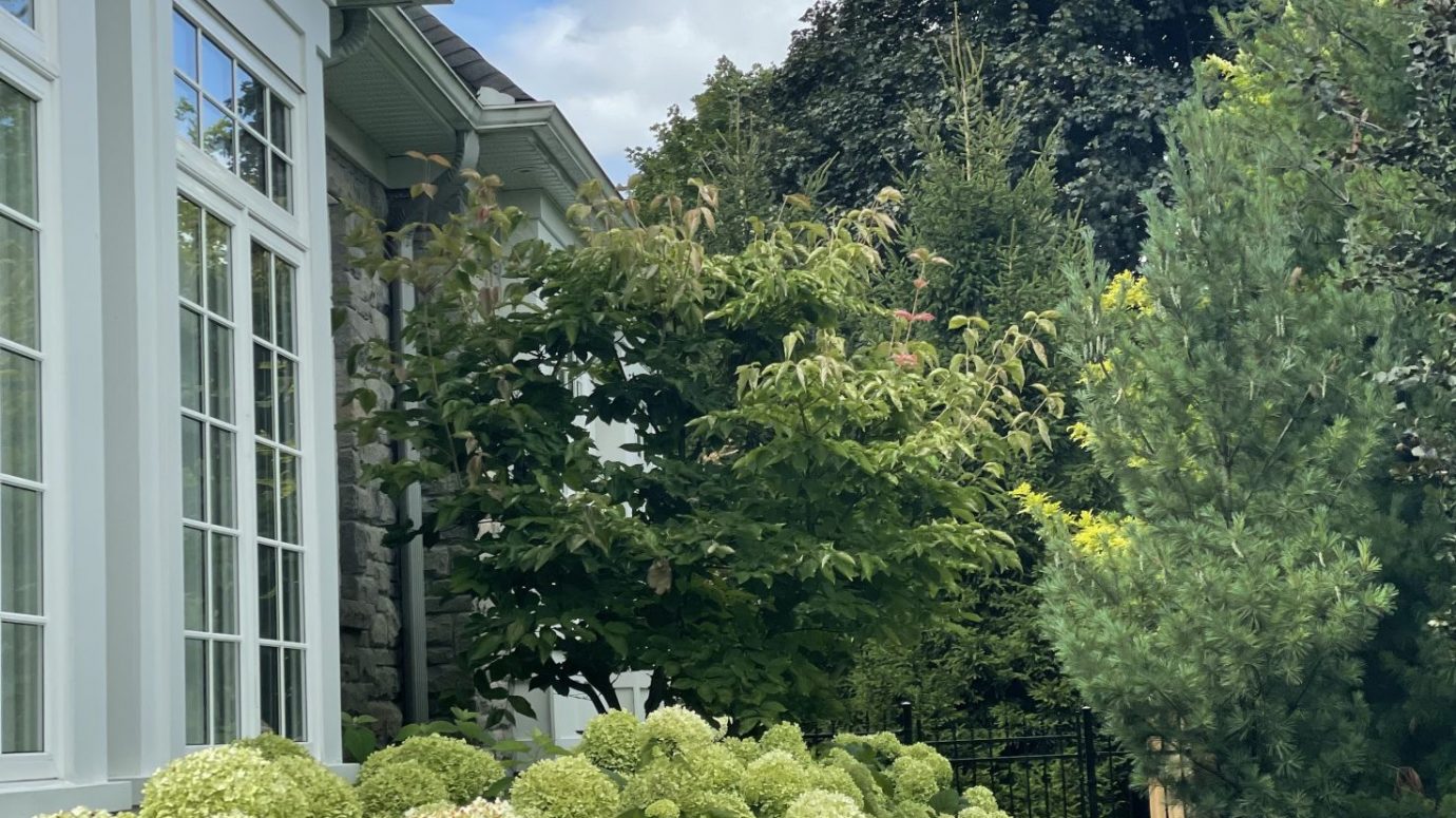 A lush foundation planting of chartreuse hydrangea blooms fronts a layered mix of ornamental shrubs and evergreens along a stone and window facade.