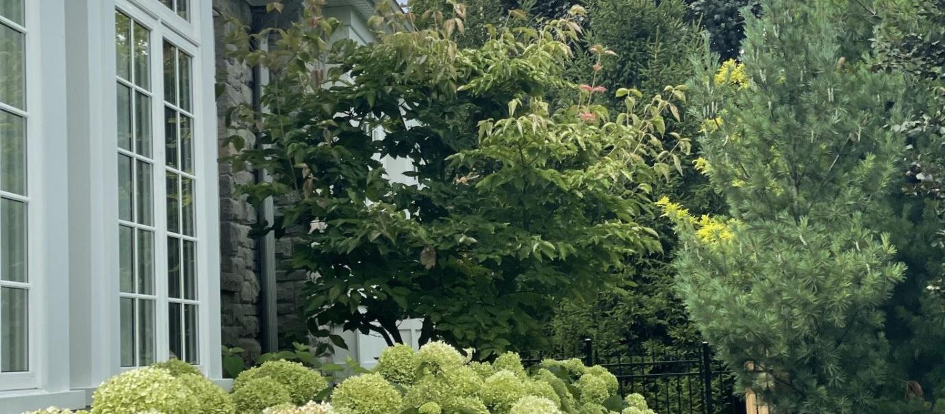 A lush foundation planting of chartreuse hydrangea blooms fronts a layered mix of ornamental shrubs and evergreens along a stone and window facade.