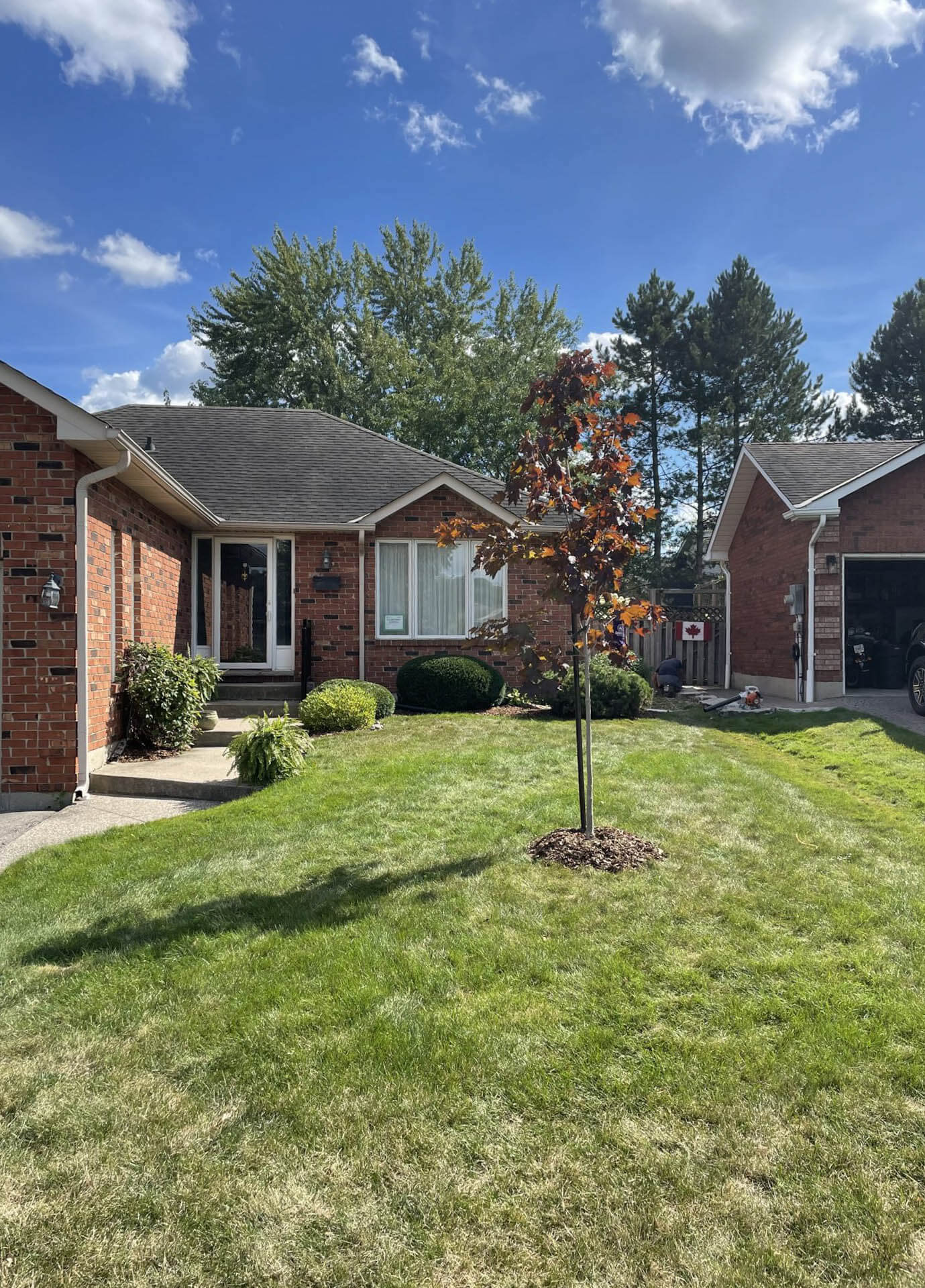 A well maintained front lawn with a young ornamental tree in a mulched ring and a low foundation shrub, edged cleanly along the walkway.