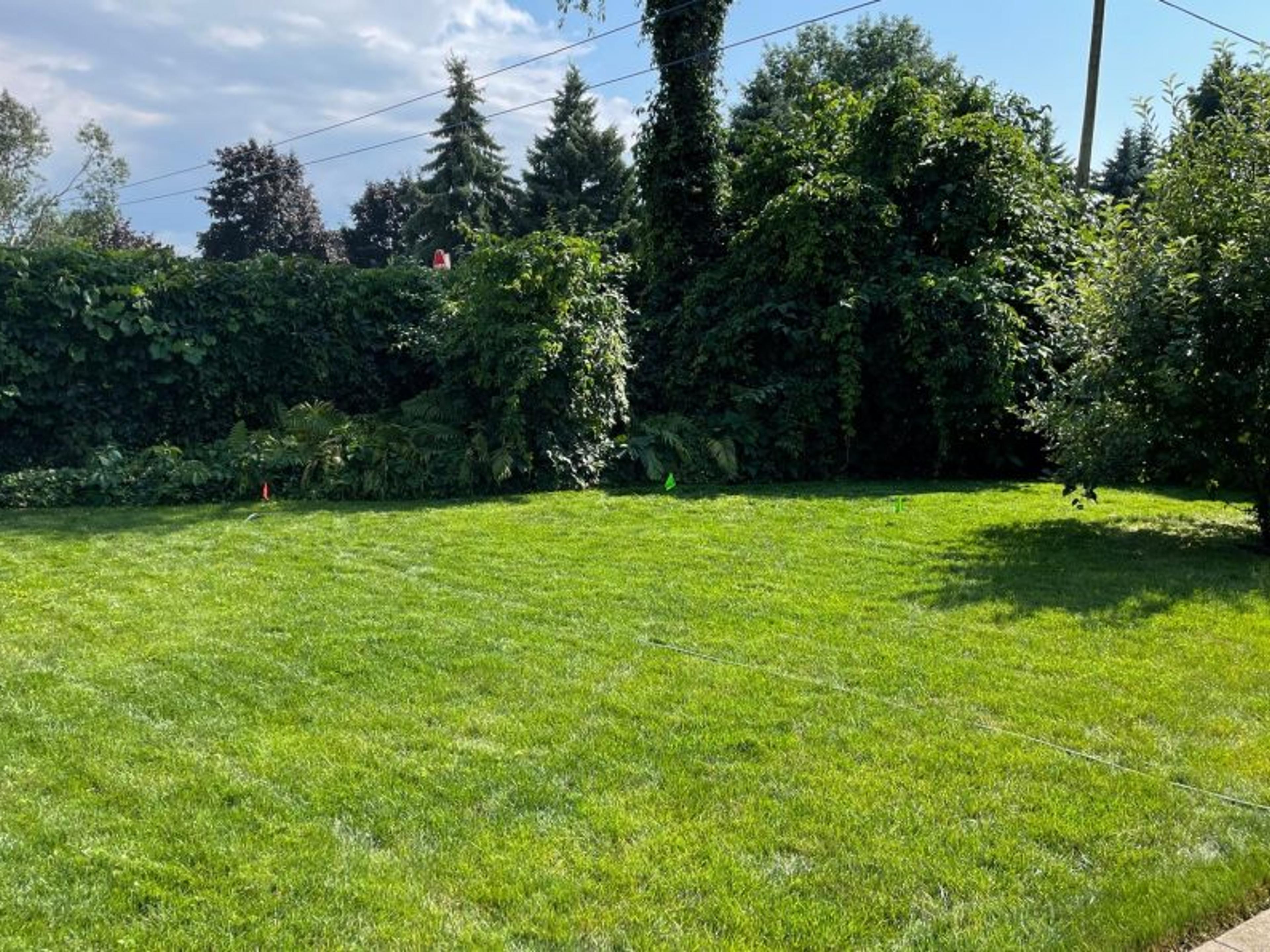 A sunny backyard scene with lush green grass, surrounded by tall trees and bushes, featuring a clear sky above.