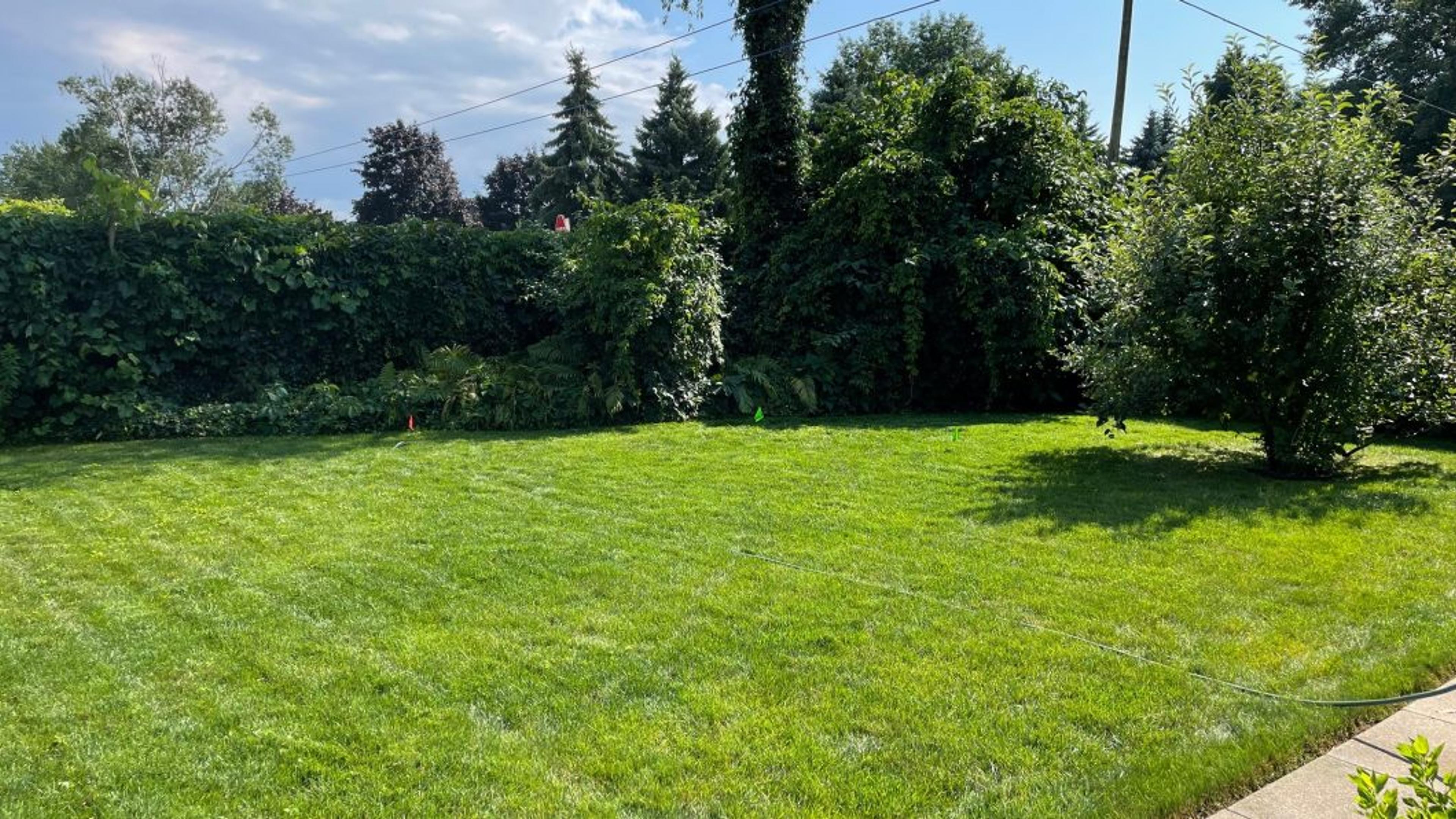 A sunny backyard scene with lush green grass, surrounded by tall trees and bushes, featuring a clear sky above.