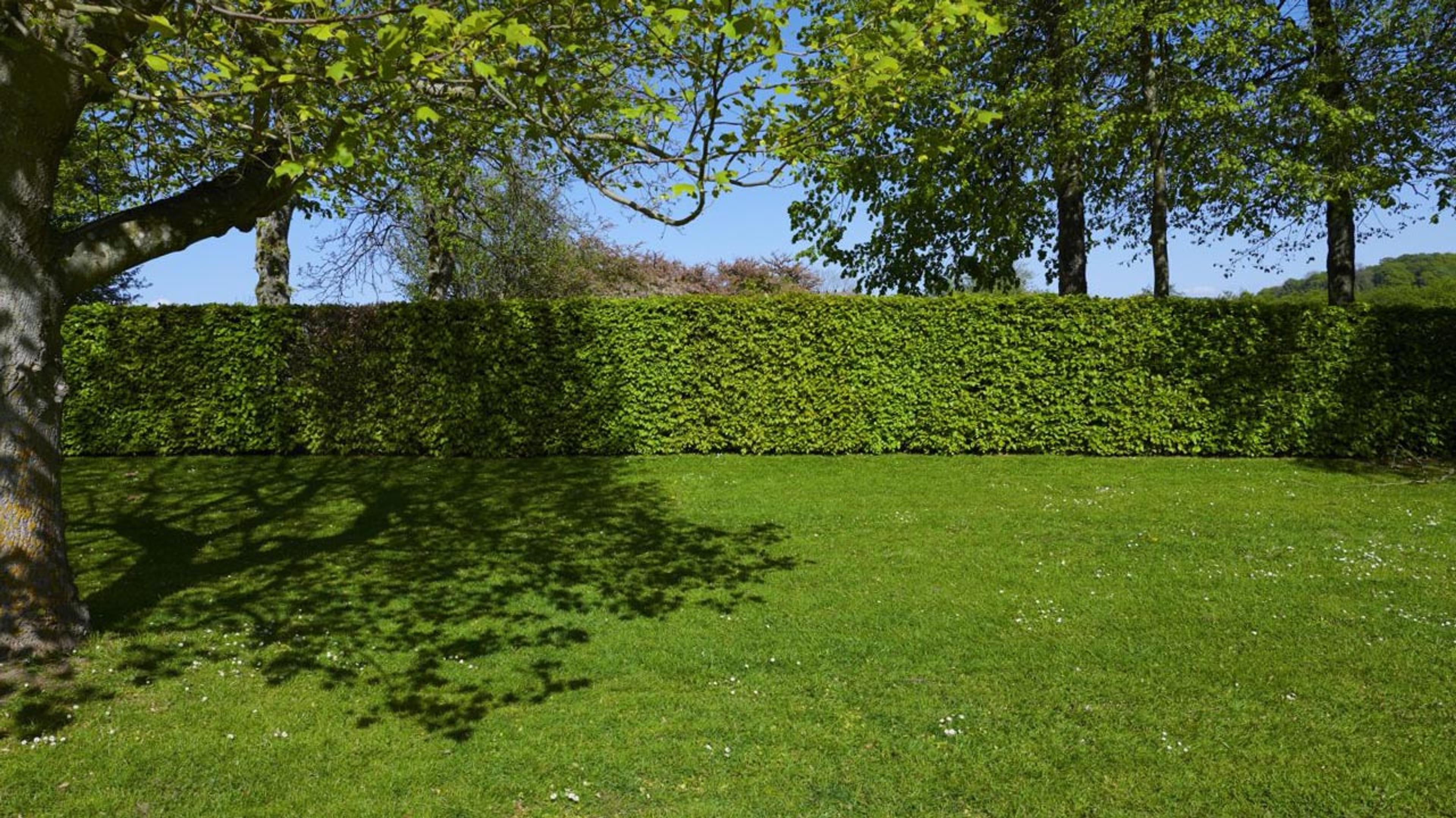 A tall, densely trimmed hedge forms a crisp green wall along the property line, kept flat and even beneath the tree canopy above a manicured lawn.