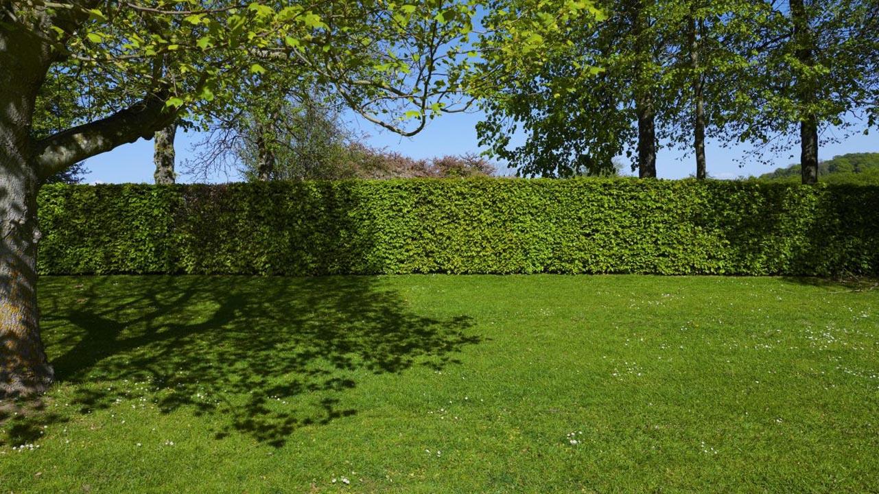 A tall, densely trimmed hedge forms a crisp green wall along the property line, kept flat and even beneath the tree canopy above a manicured lawn.