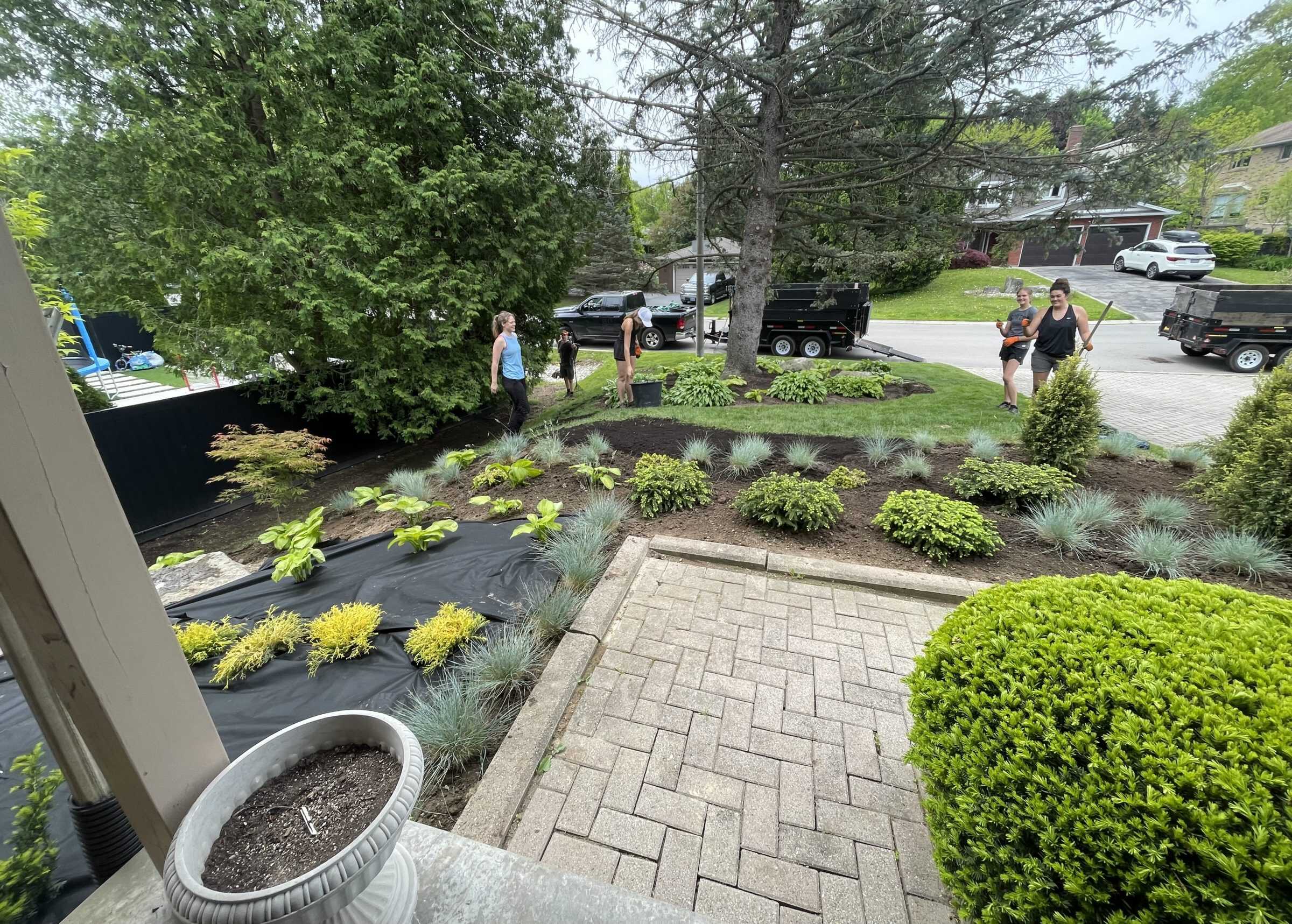 A landscaping crew installs a fresh planting bed of hostas, blue fescue, and dwarf shrubs over weed barrier fabric beside a paver walkway and clipped boxwood.