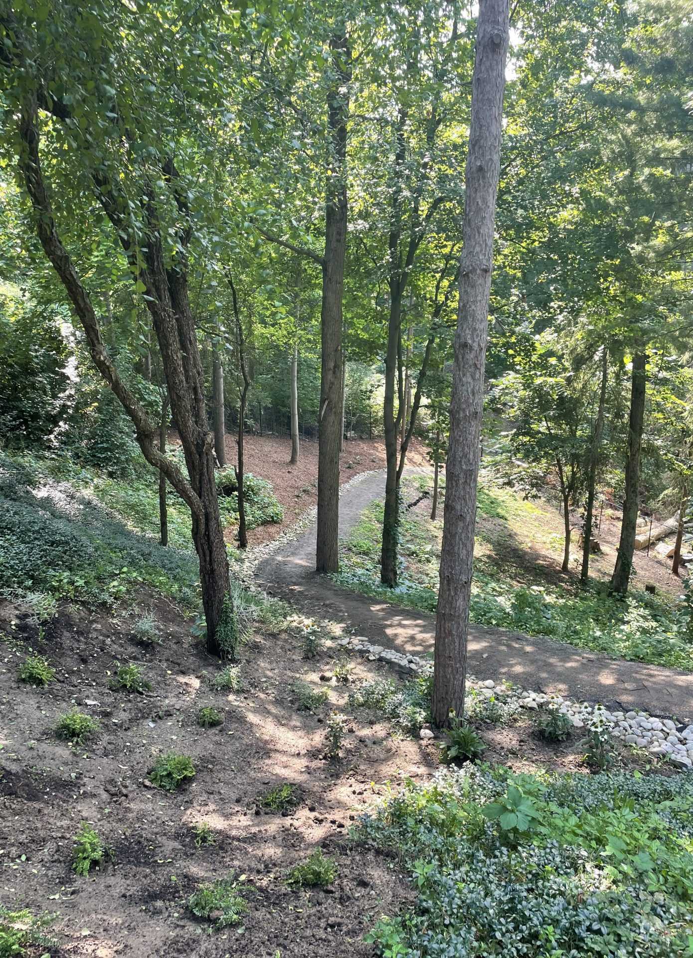 A wooded slope planted with groundcover and shade perennials, with a mulched path winding down through mature trees.