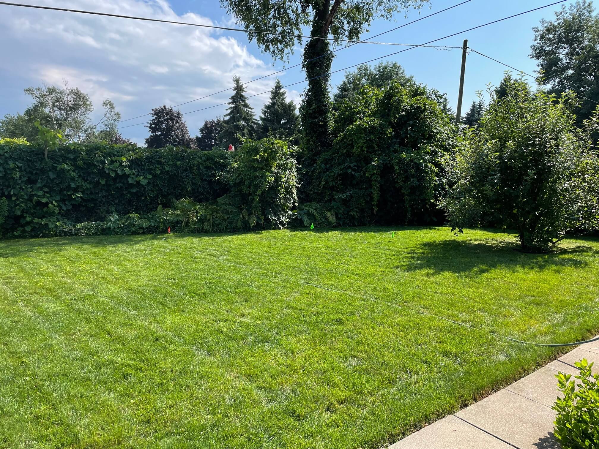 A sunny backyard scene with lush green grass, surrounded by tall trees and bushes, featuring a clear sky above.
