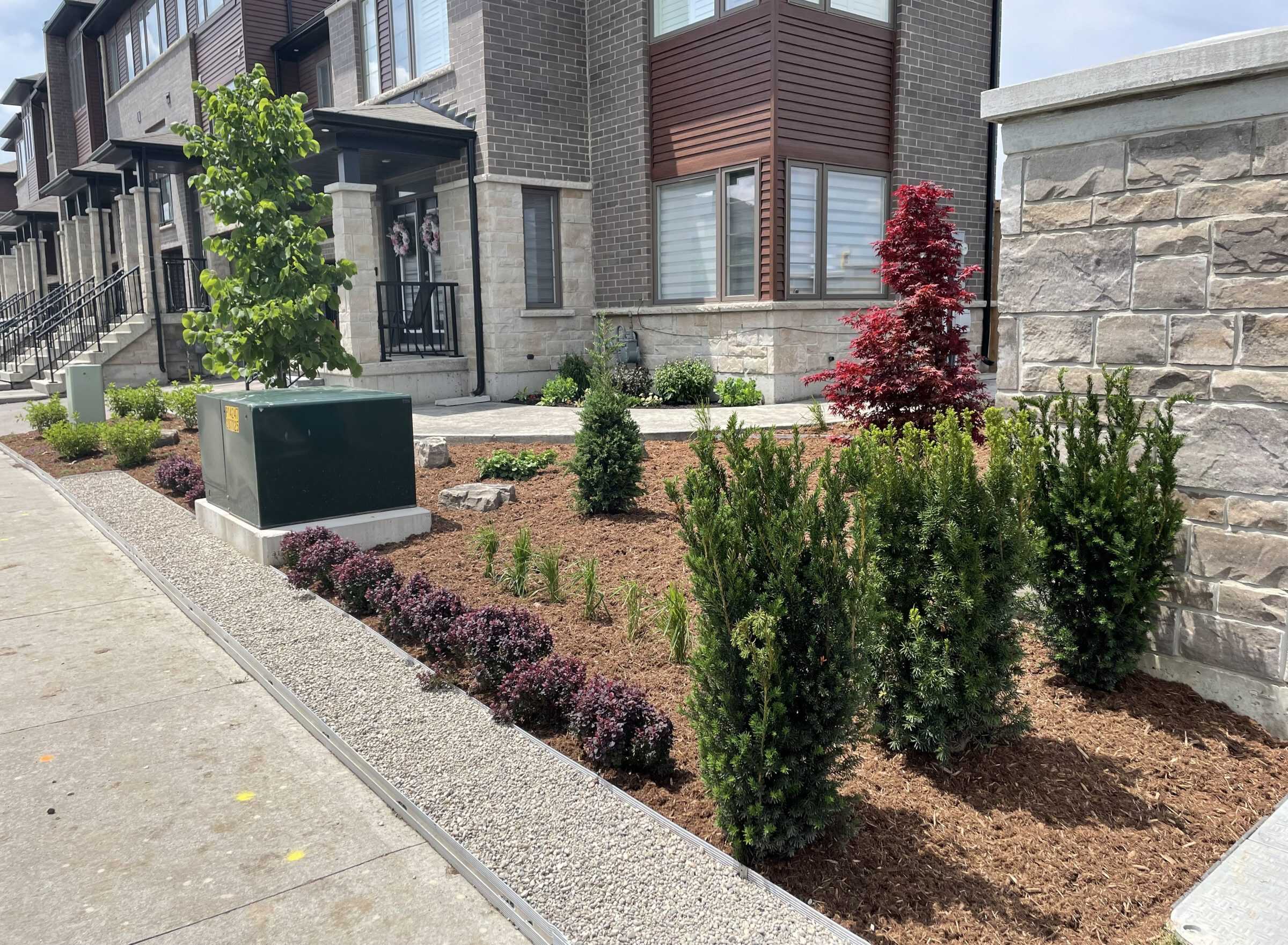 A newly installed streetside planting bed with columnar arborvitae, a burgundy Japanese maple, and low burgundy shrubs in fresh mulch, edged along a gravel strip and sidewalk.