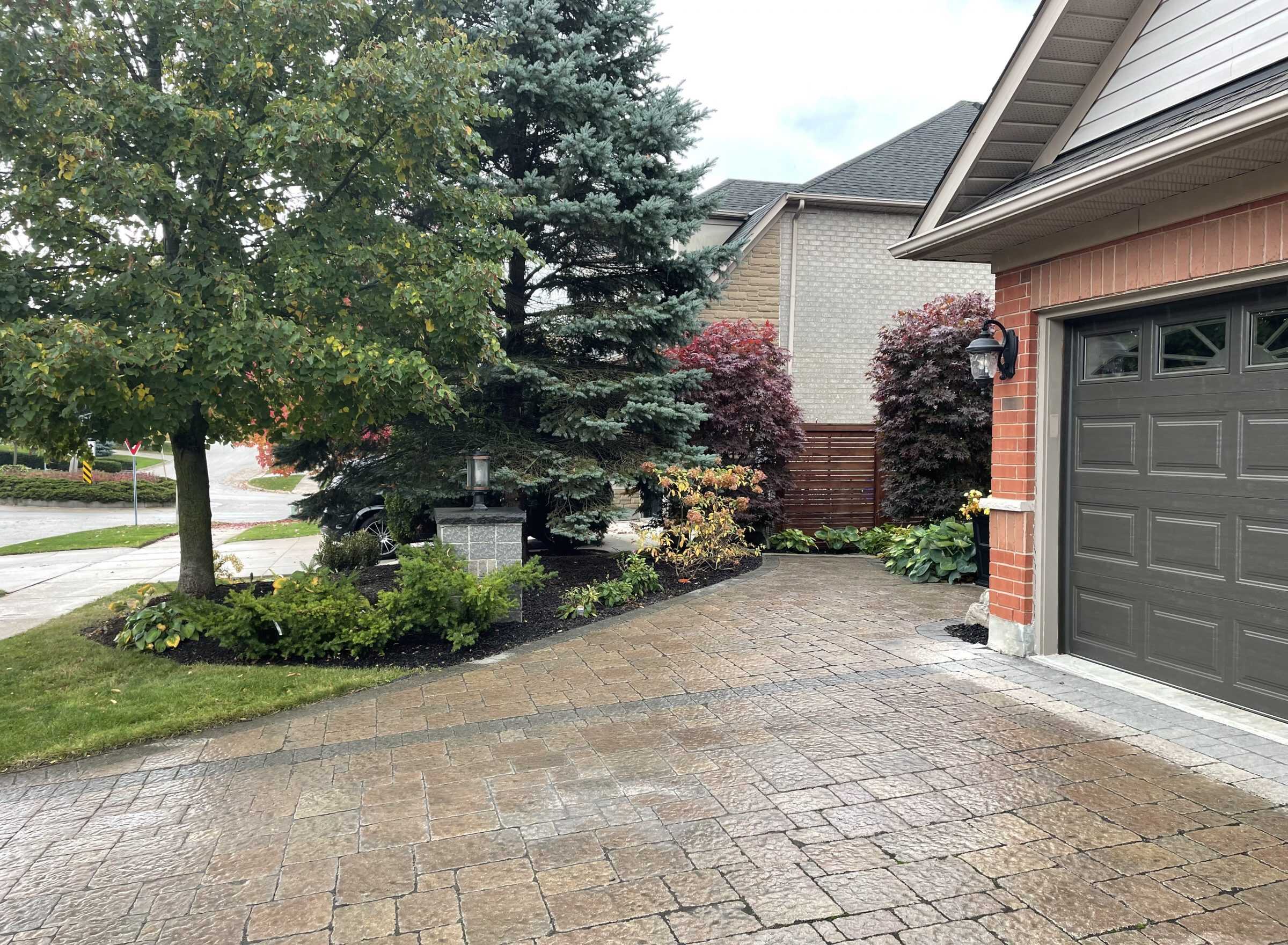A layered planting bed of blue spruce, burgundy shrubs, and ornamental grasses lines a paver driveway, edged cleanly against the lawn.