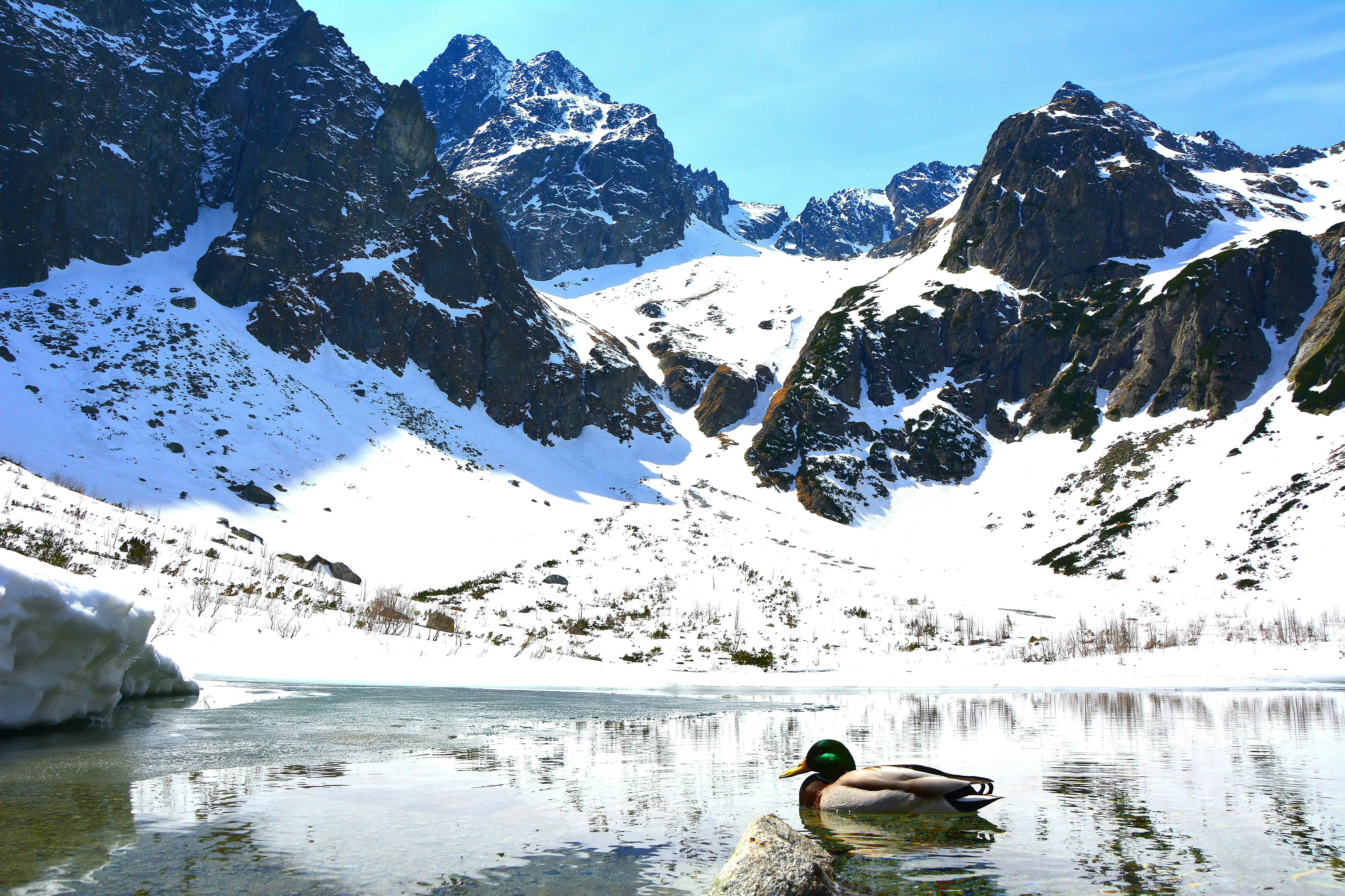 Zasněžené Vysoké Tatry