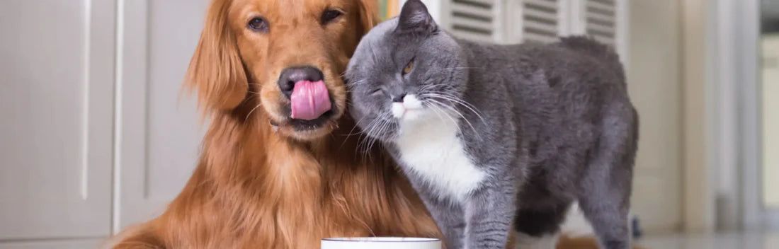 Benefícios do óleo de cânhamo para cães e gatos