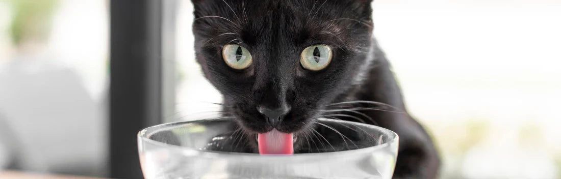 Benefícios da comida húmida para gatos