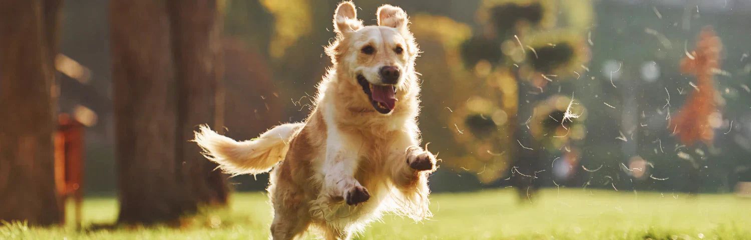 Parasitas externos: como proteger o seu animal de estimação de pulgas, carrapatos e outros parasitas