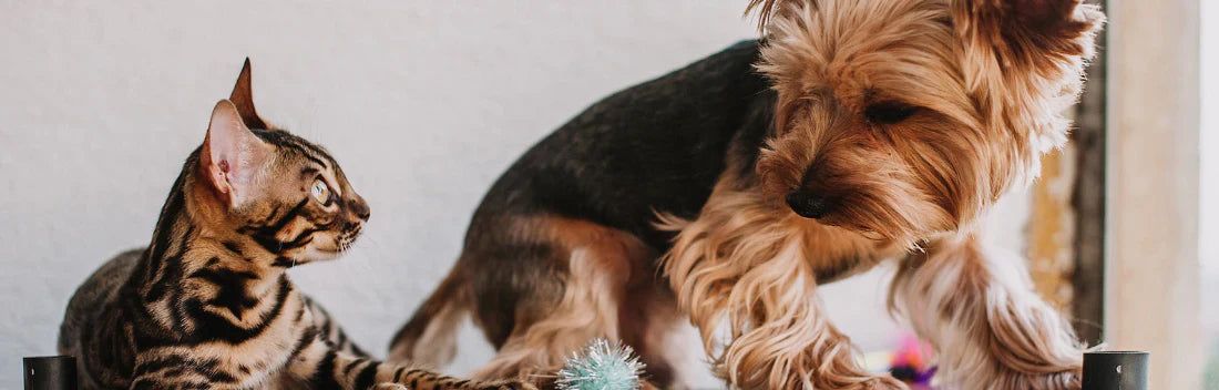 Levedura de cerveja para cães e gatos para melhorar as suas defesas e bem-estar geral