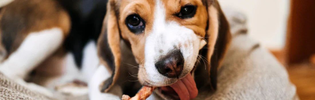 Benefícios dos snacks naturais para cães e o seu papel numa alimentação saudável