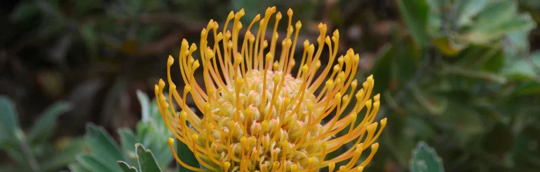 Propriedades e benefícios da rhodiola