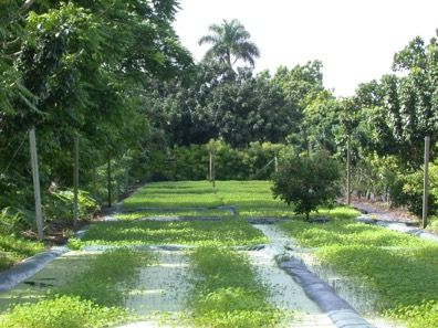 Pak van (Marselia crenata) grows in flooded fields in Florida