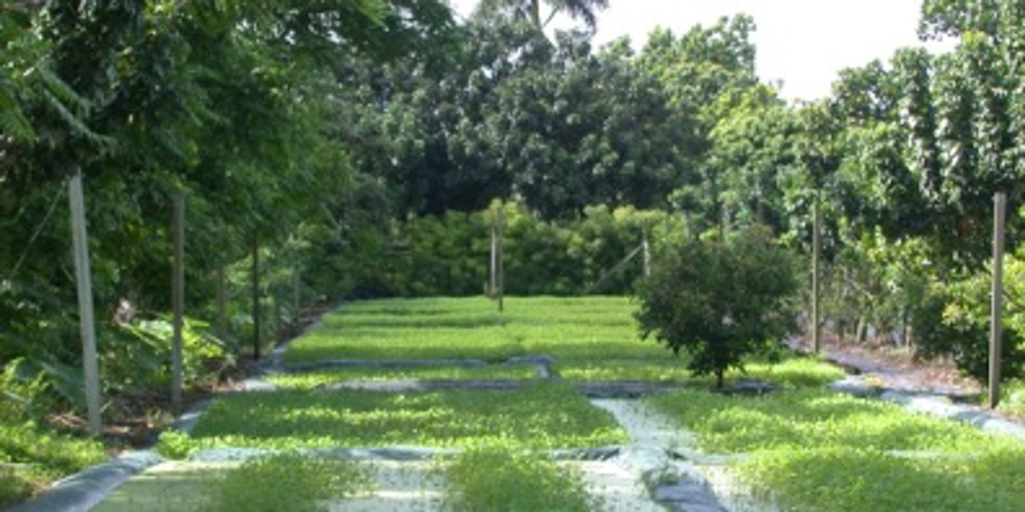 Pak van (Marselia crenata) grows in flooded field in Florida