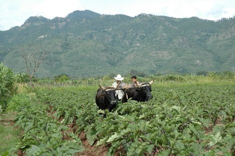 Chinese eggplant being cultivated in Honduras