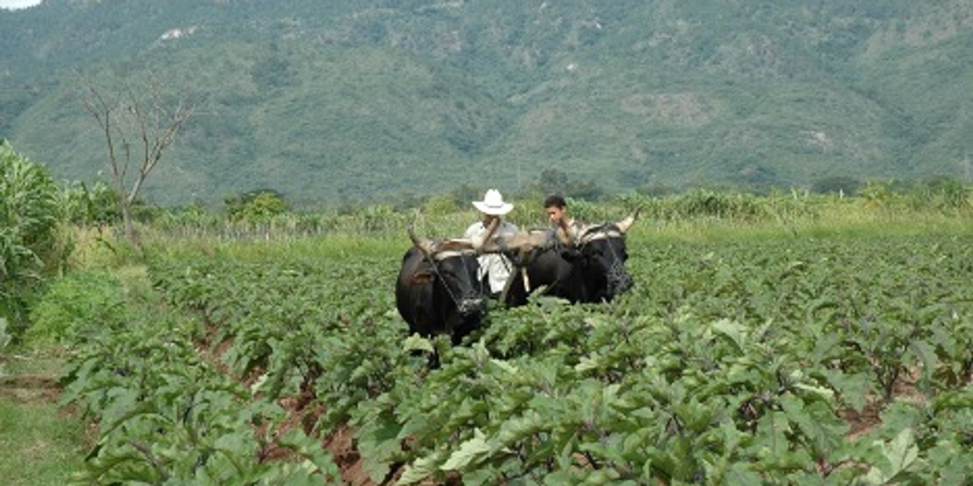 Chinese eggplant being cultivated in Honduras