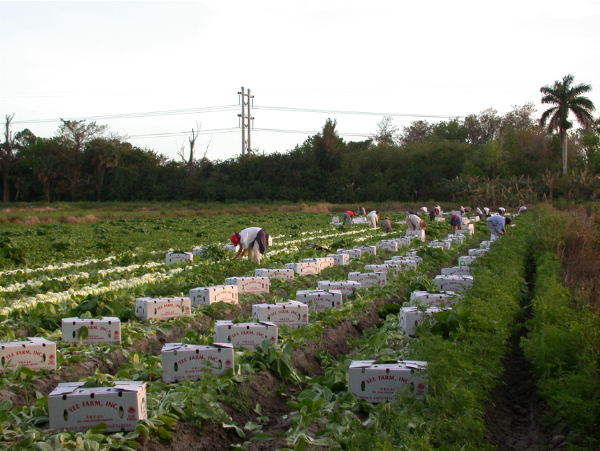 Harvesting bok choy in Florida